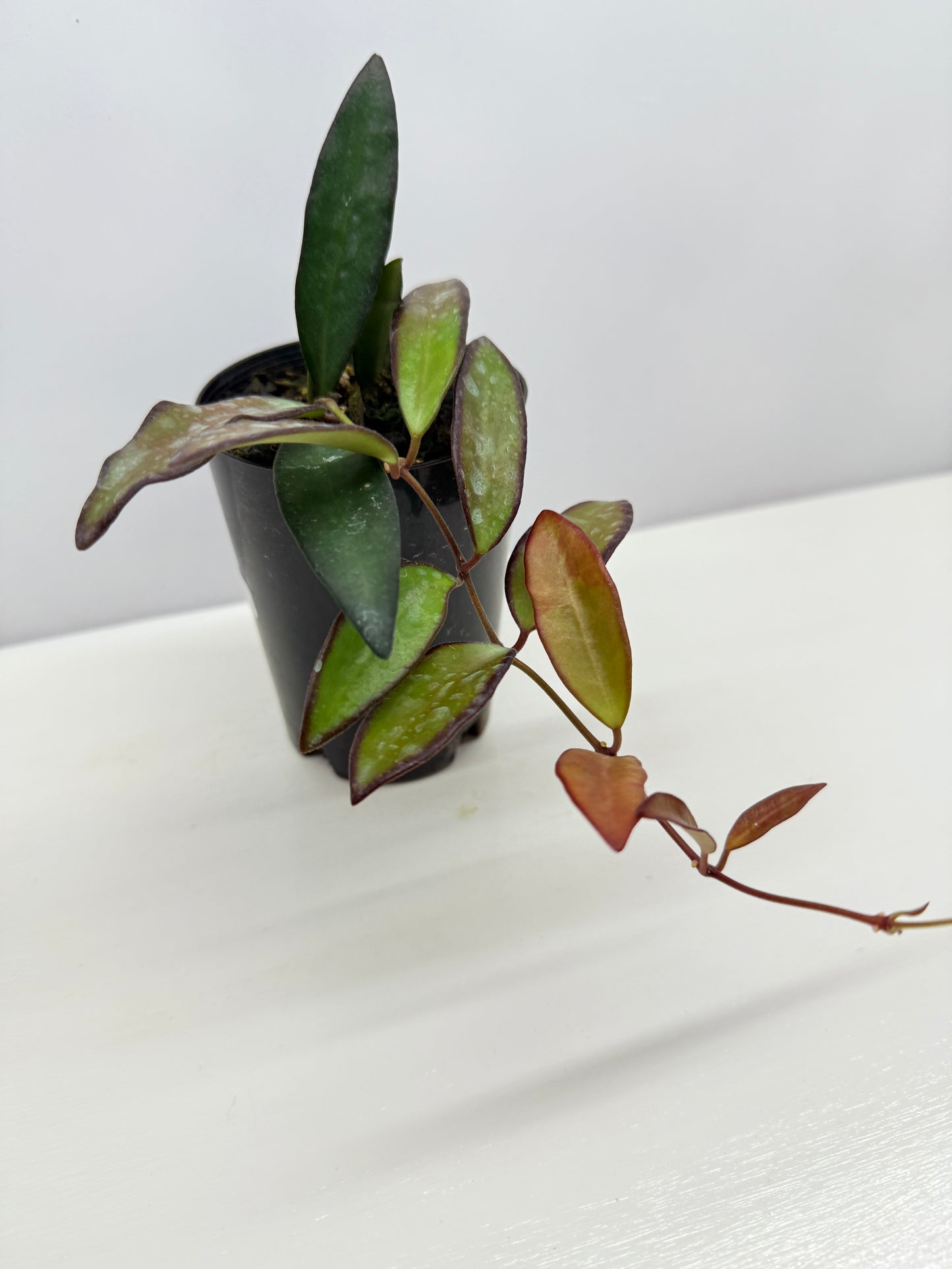 Hoya 'Rosita' - Rarely Offered H31