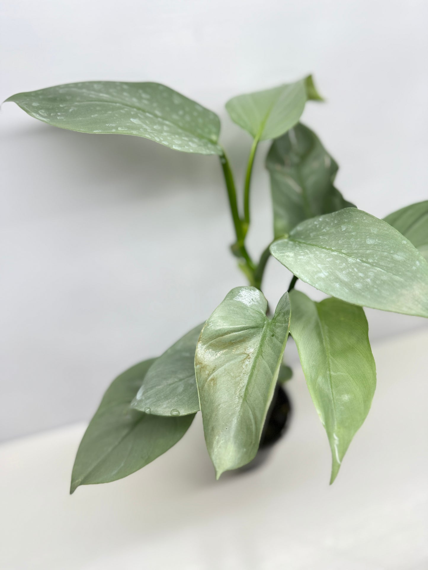 Philodendron Silver Sword P48