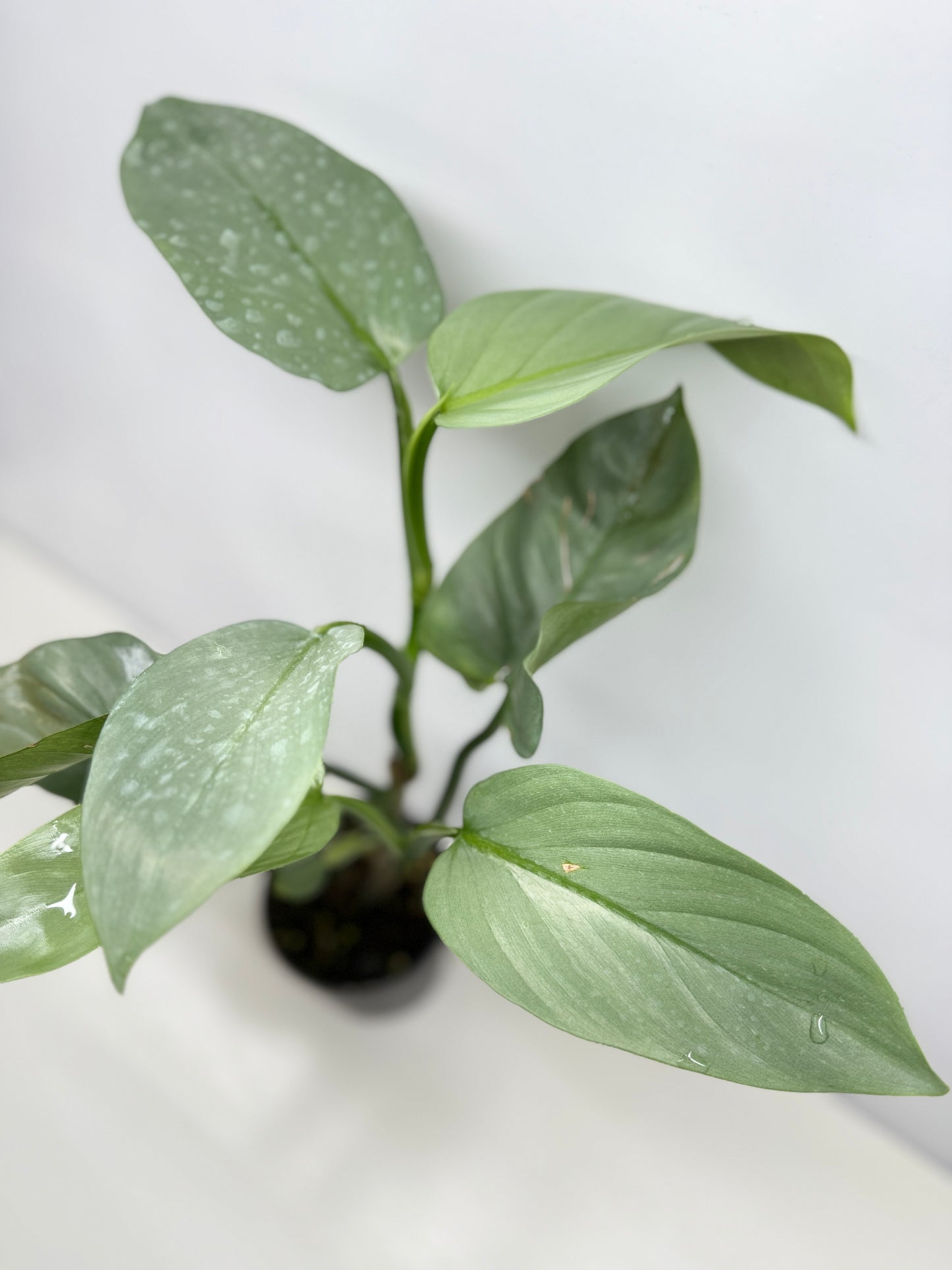 Philodendron Silver Sword P48
