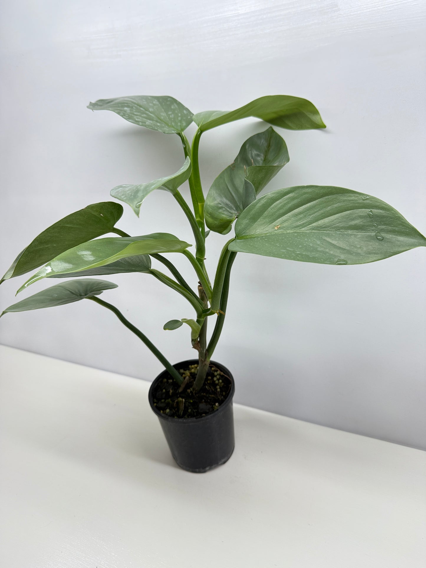 Philodendron Silver Sword P48