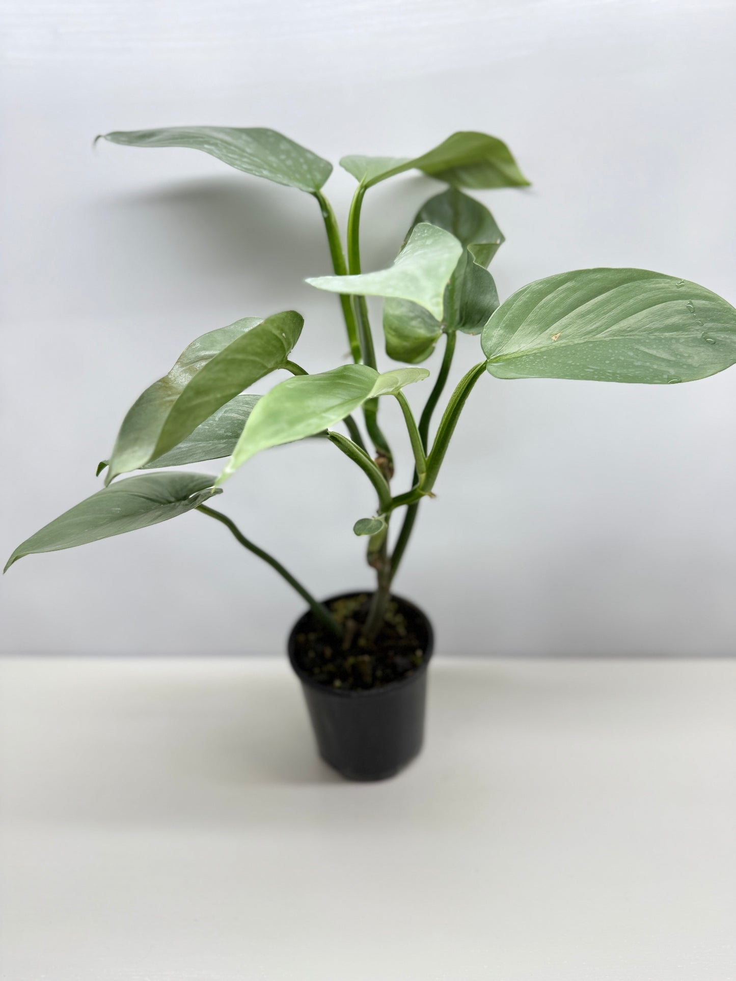 Philodendron Silver Sword P48