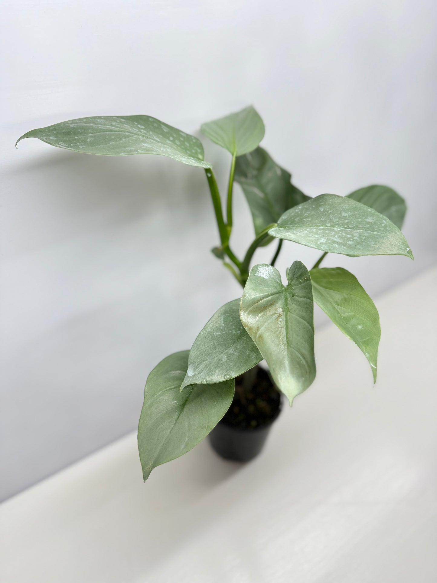 Philodendron Silver Sword P48