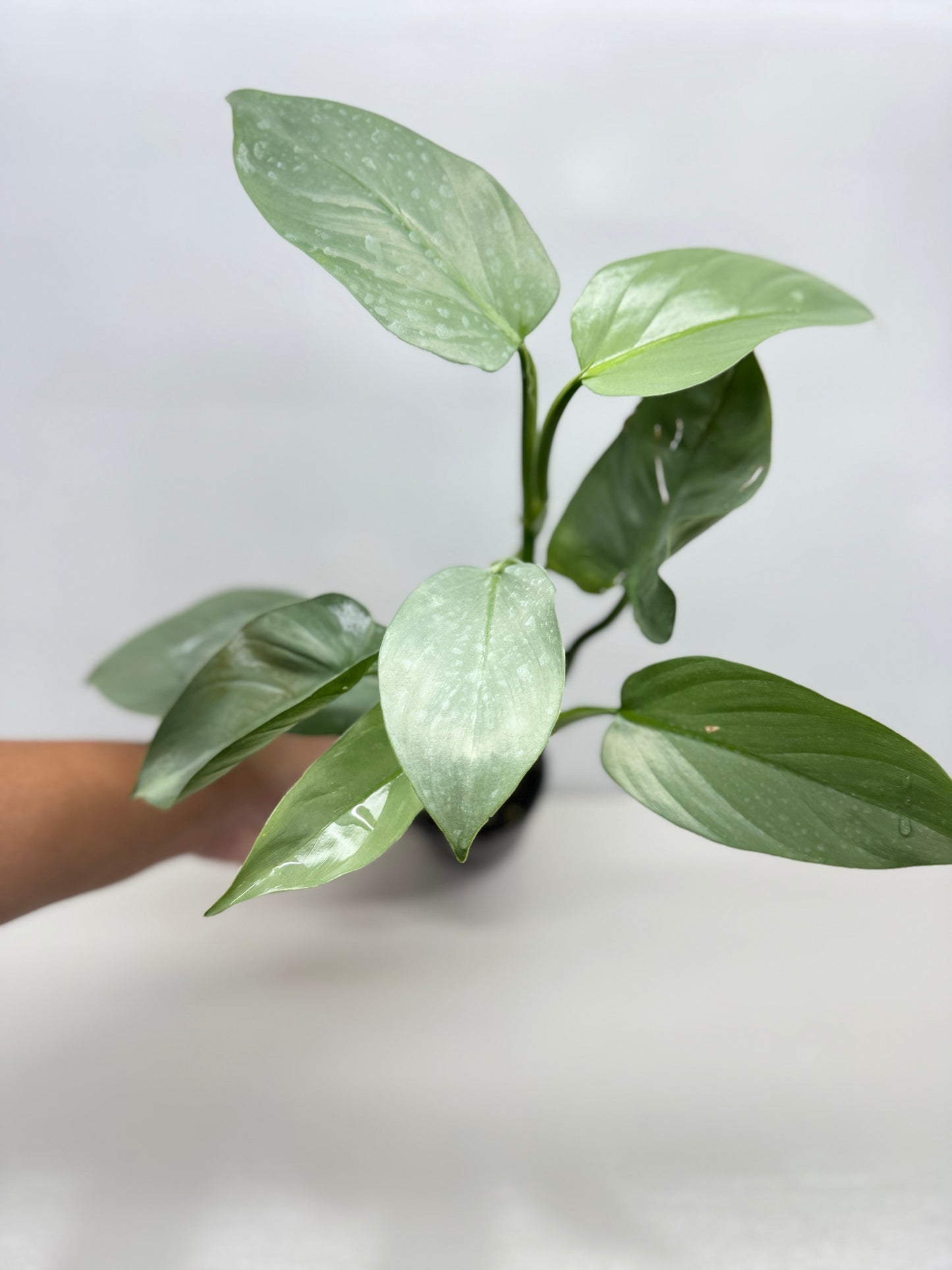 Philodendron Silver Sword P48