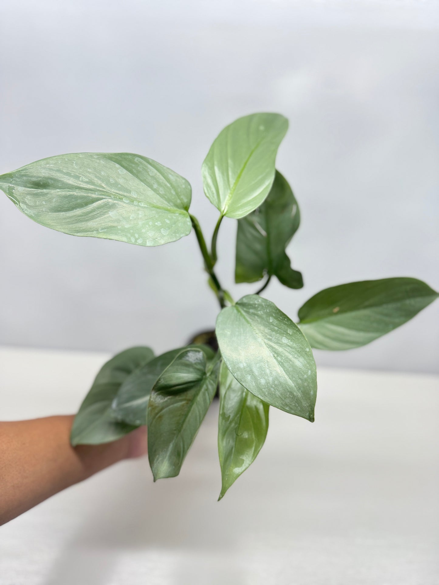 Philodendron Silver Sword P48