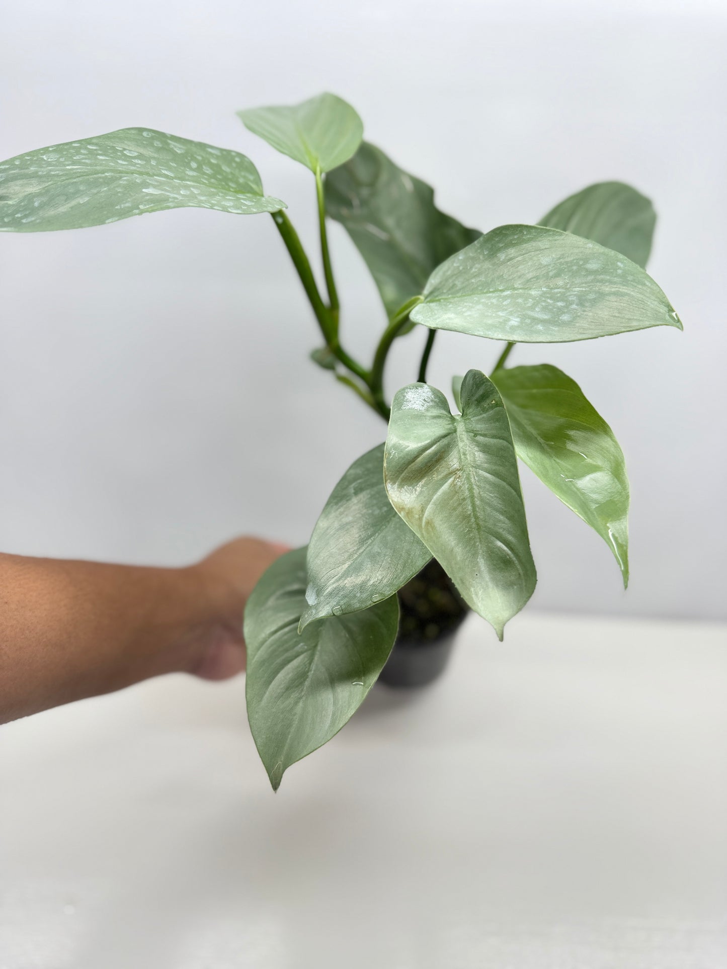 Philodendron Silver Sword P48