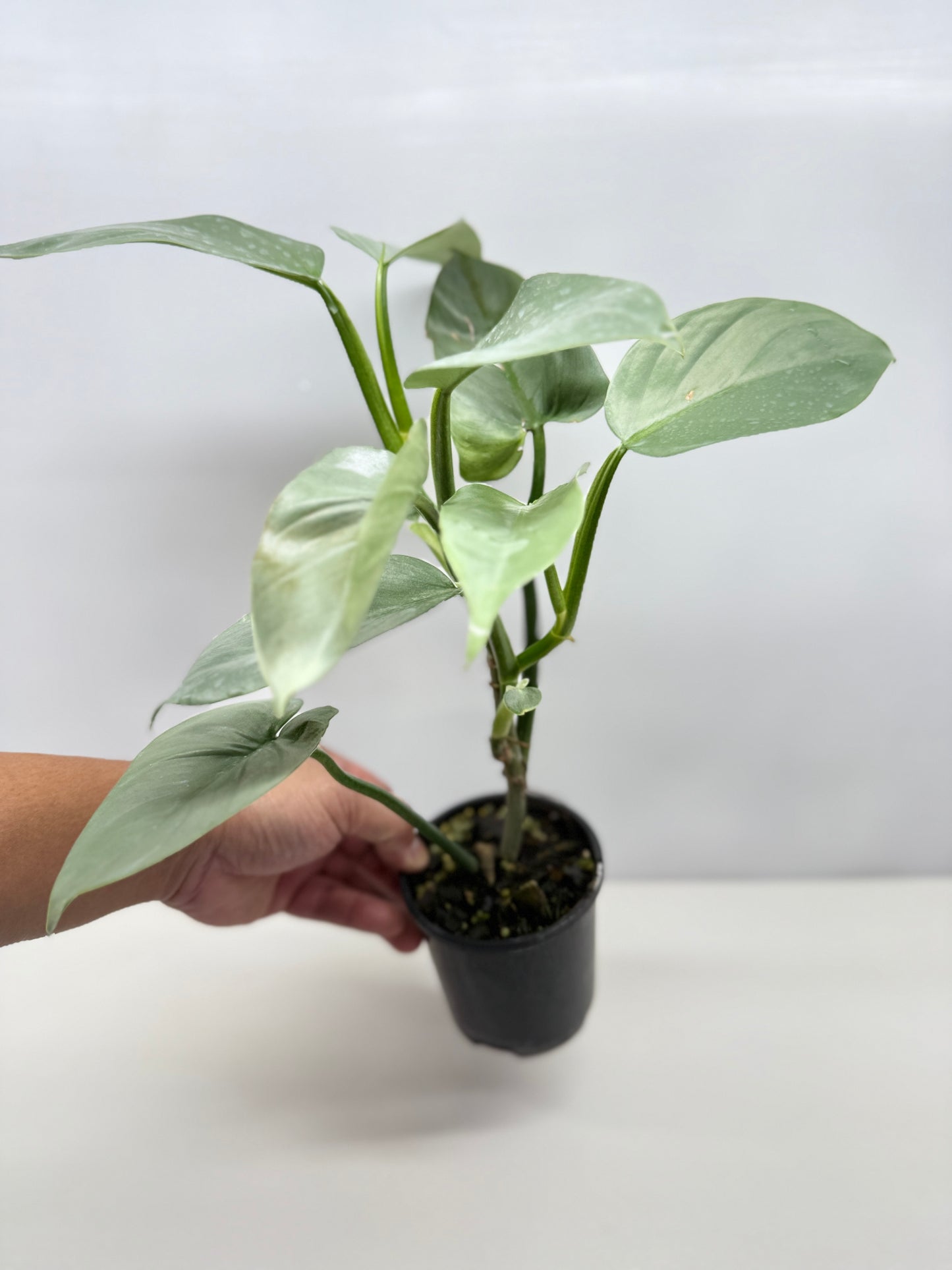 Philodendron Silver Sword P48