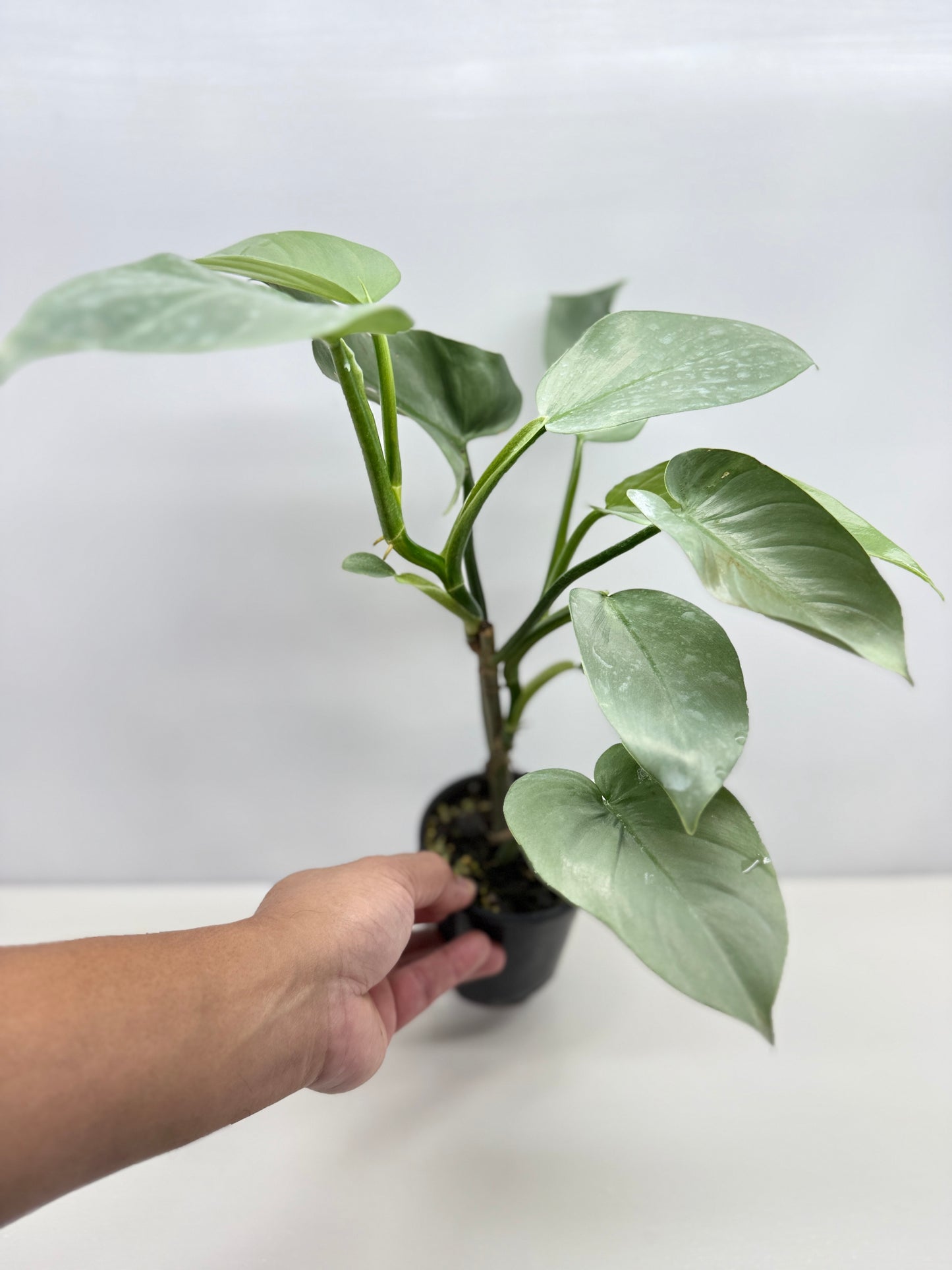 Philodendron Silver Sword P48
