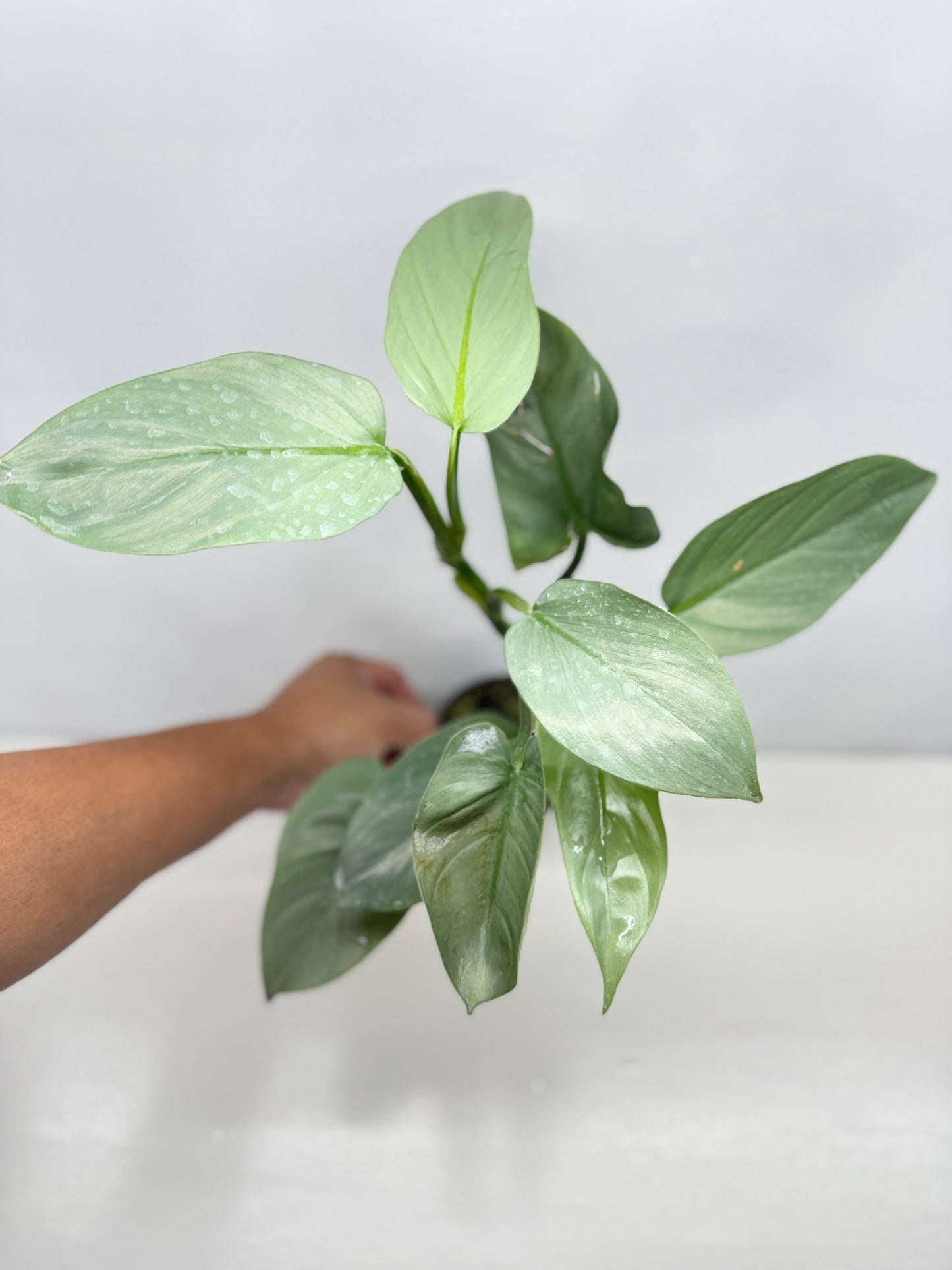 Philodendron Silver Sword P48