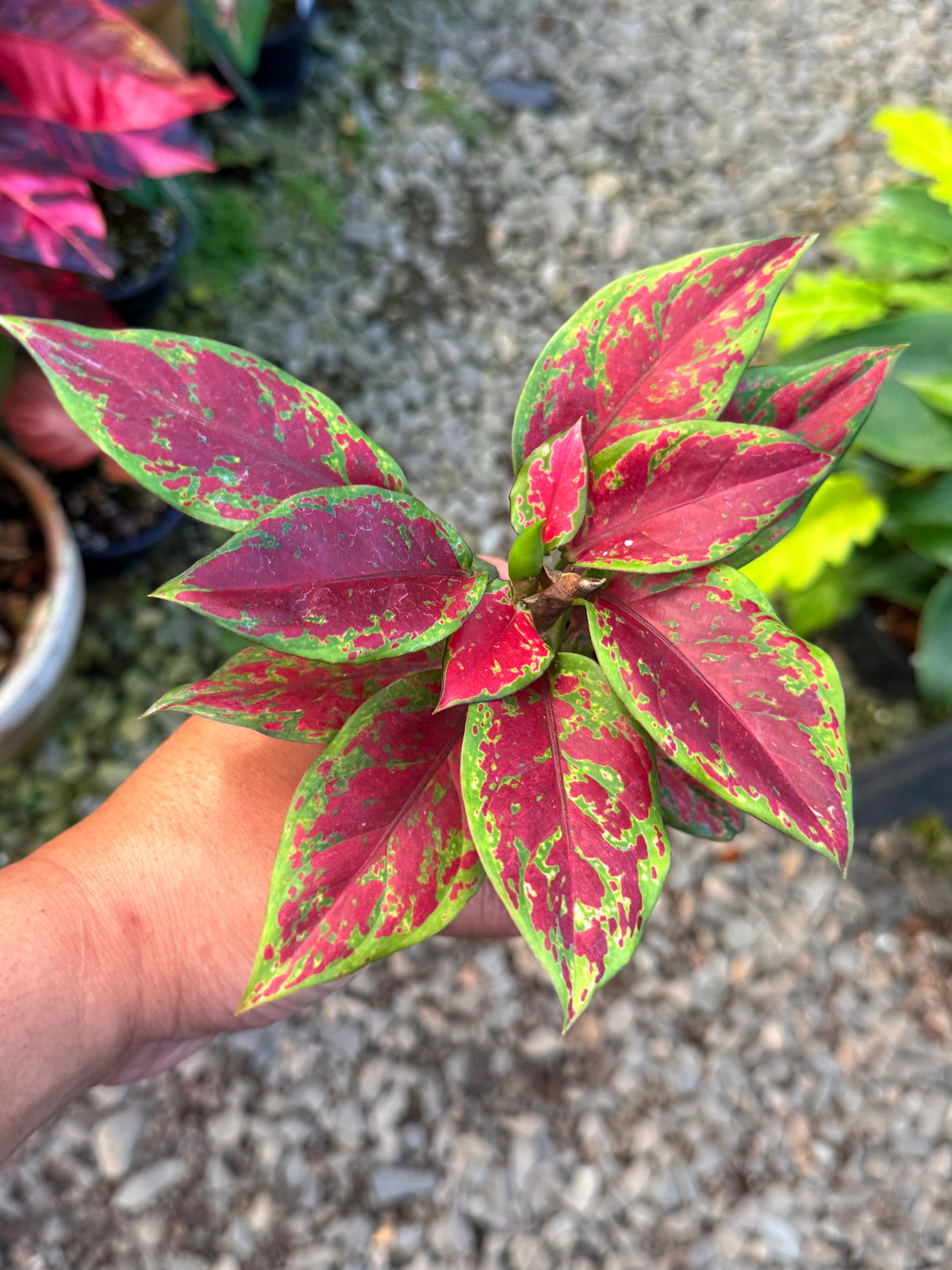 Best Pick in Stock - Aglaonema 'Back Maroon'