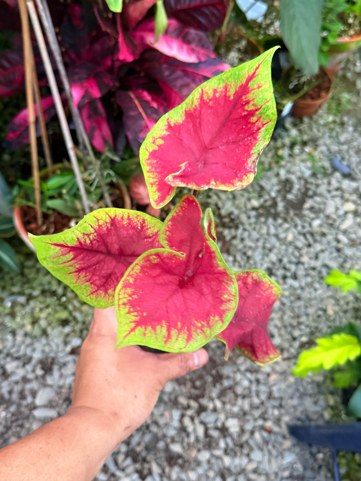 Caladium 'Brilliant' T64
