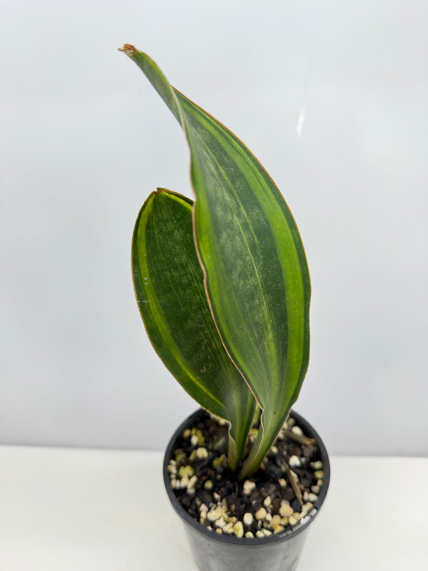 Sansevieria masoniana 'Variegated Whale Fin' B31