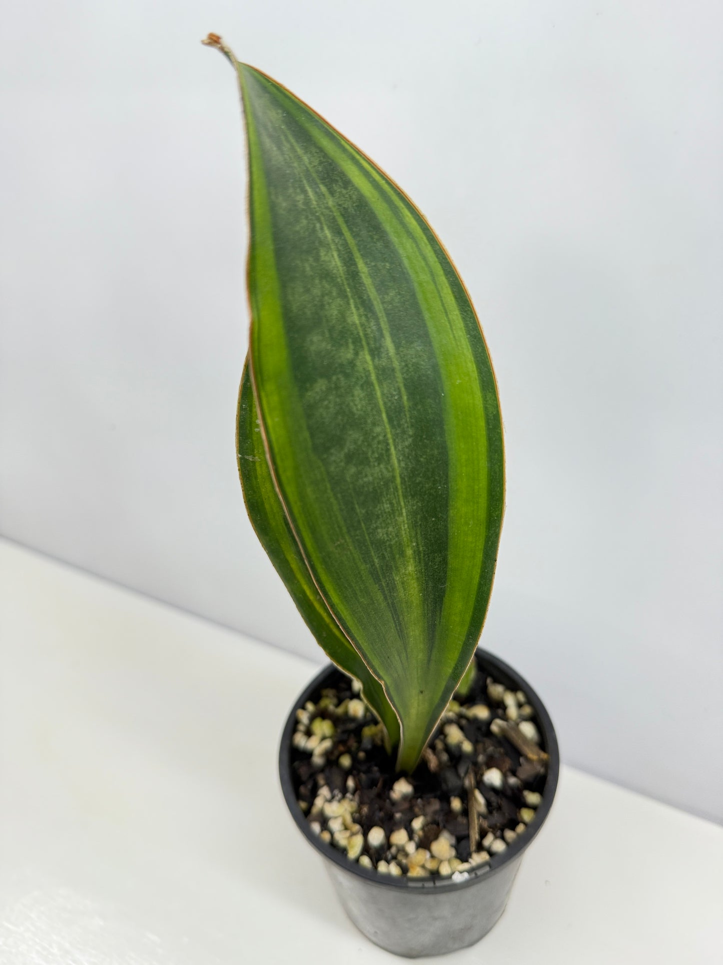 Sansevieria masoniana 'Variegated Whale Fin' B31