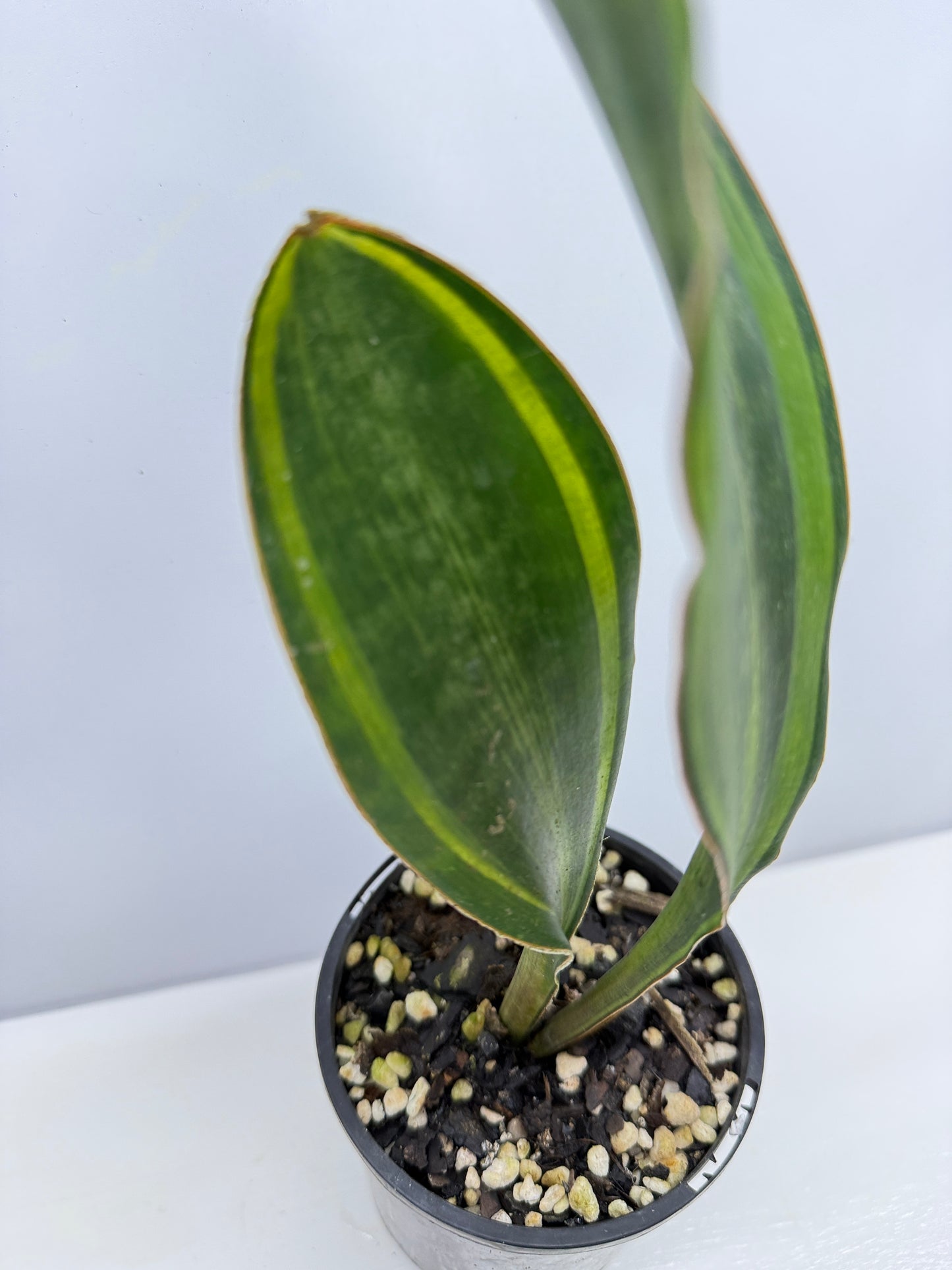 Sansevieria masoniana 'Variegated Whale Fin' B31