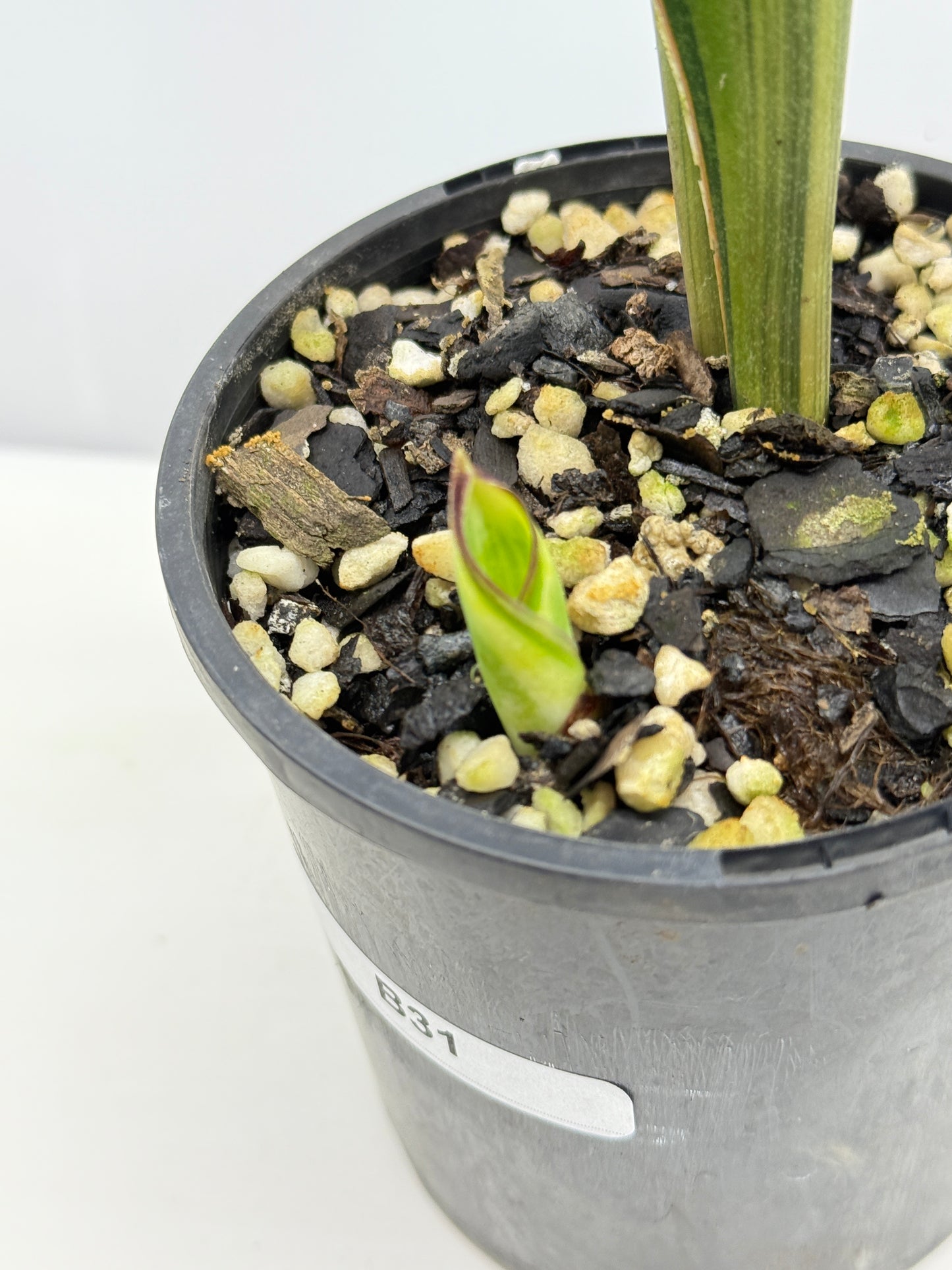 Sansevieria masoniana 'Variegated Whale Fin' B31