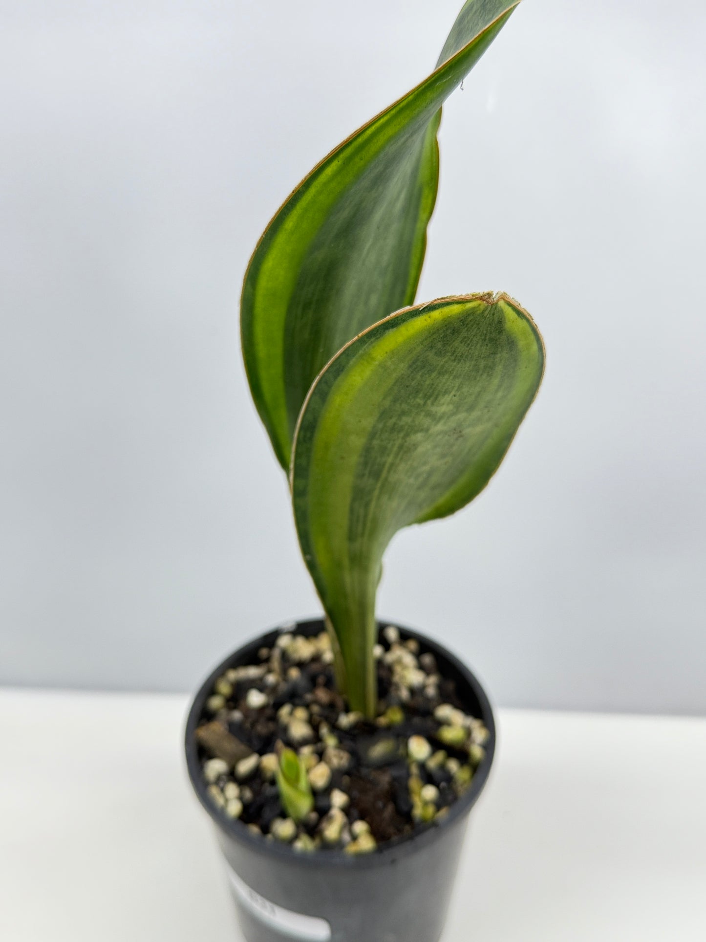 Sansevieria masoniana 'Variegated Whale Fin' B31