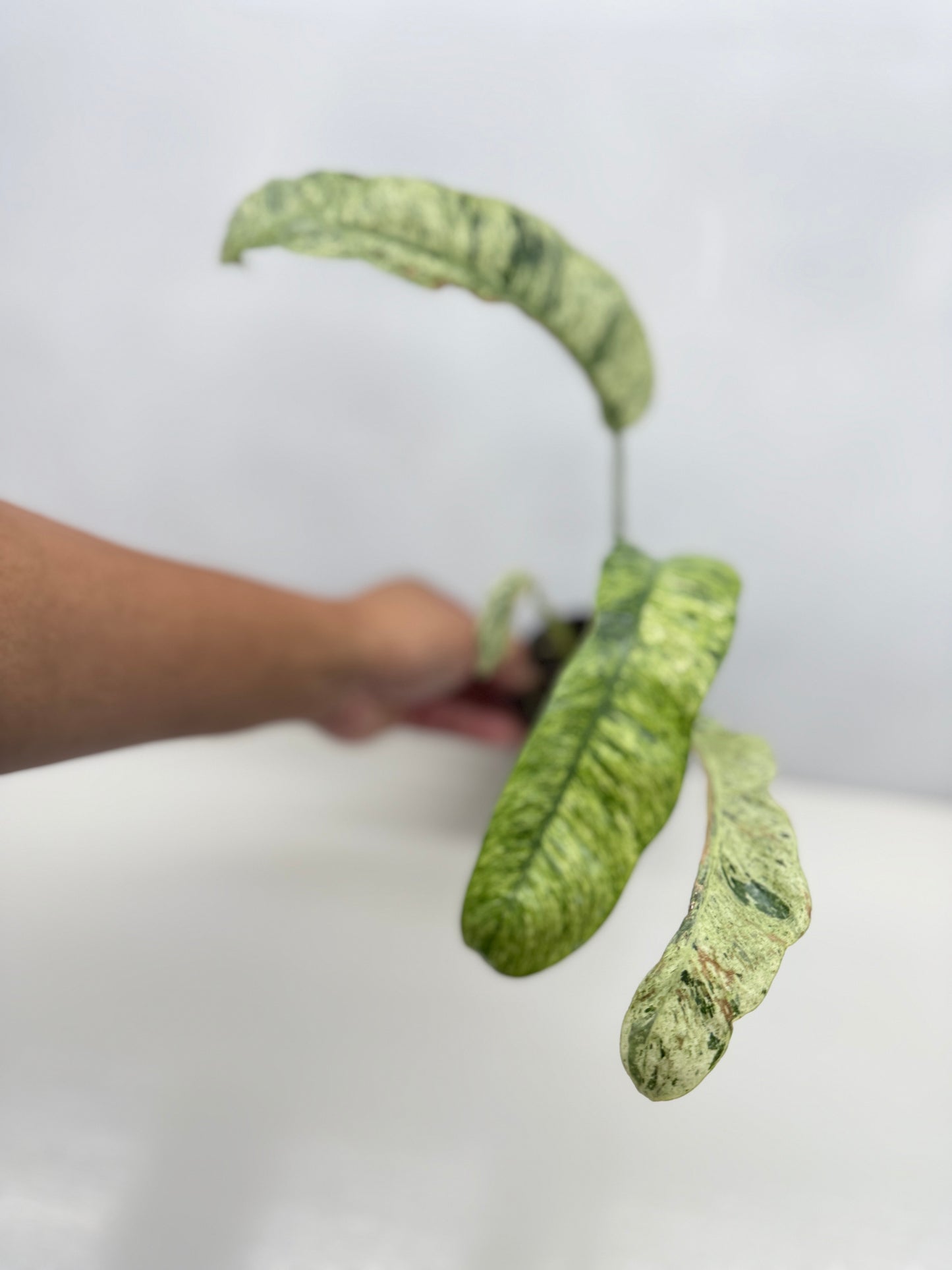 Epipremnum 'Gigantium Marble' - Matured Form B32