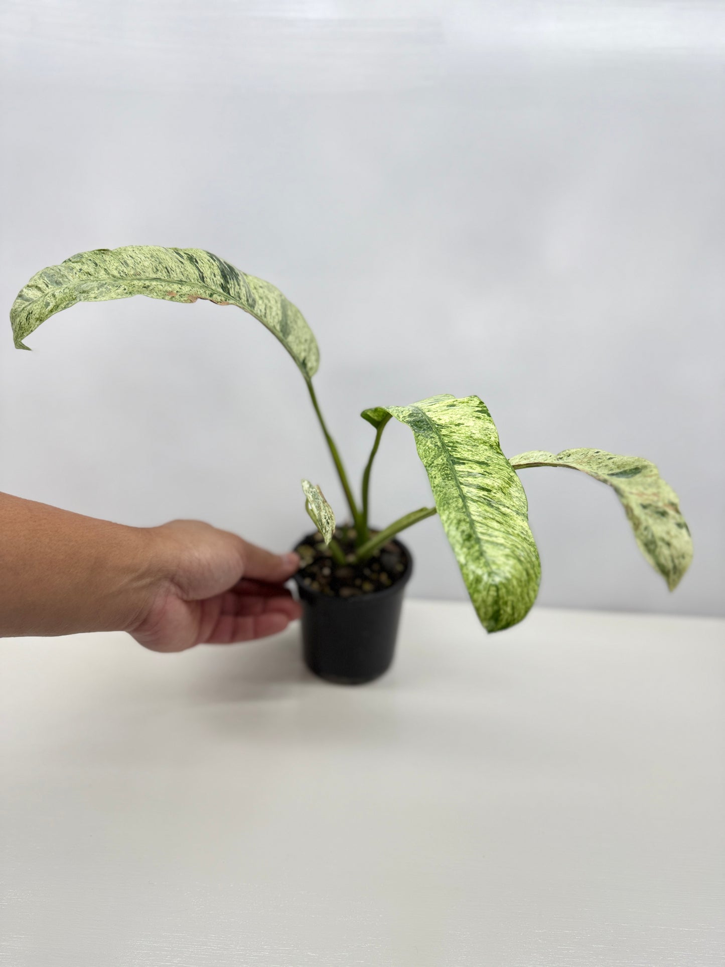 Epipremnum 'Gigantium Marble' - Matured Form B32