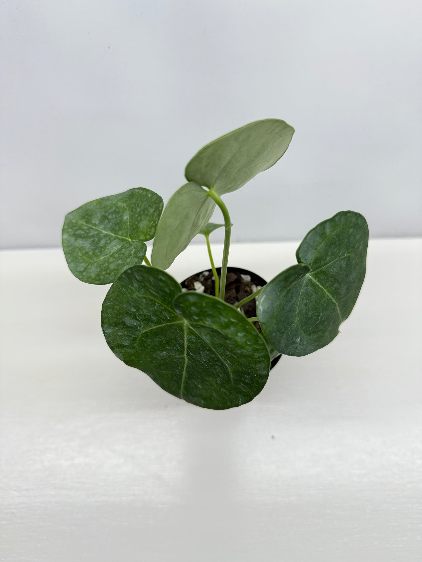 Anthurium clarinervium 'King' - Rarely Offered B34