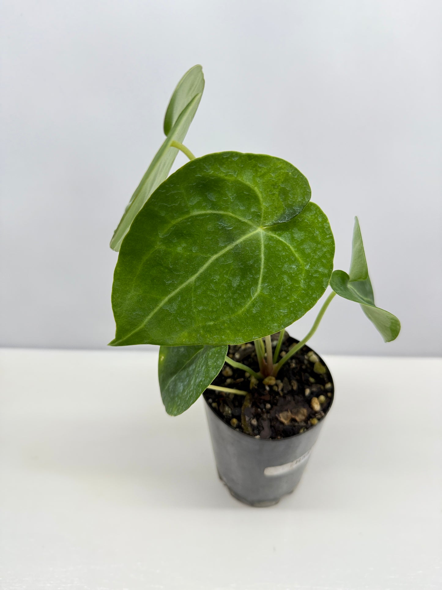 Anthurium clarinervium 'King' - Rarely Offered R58