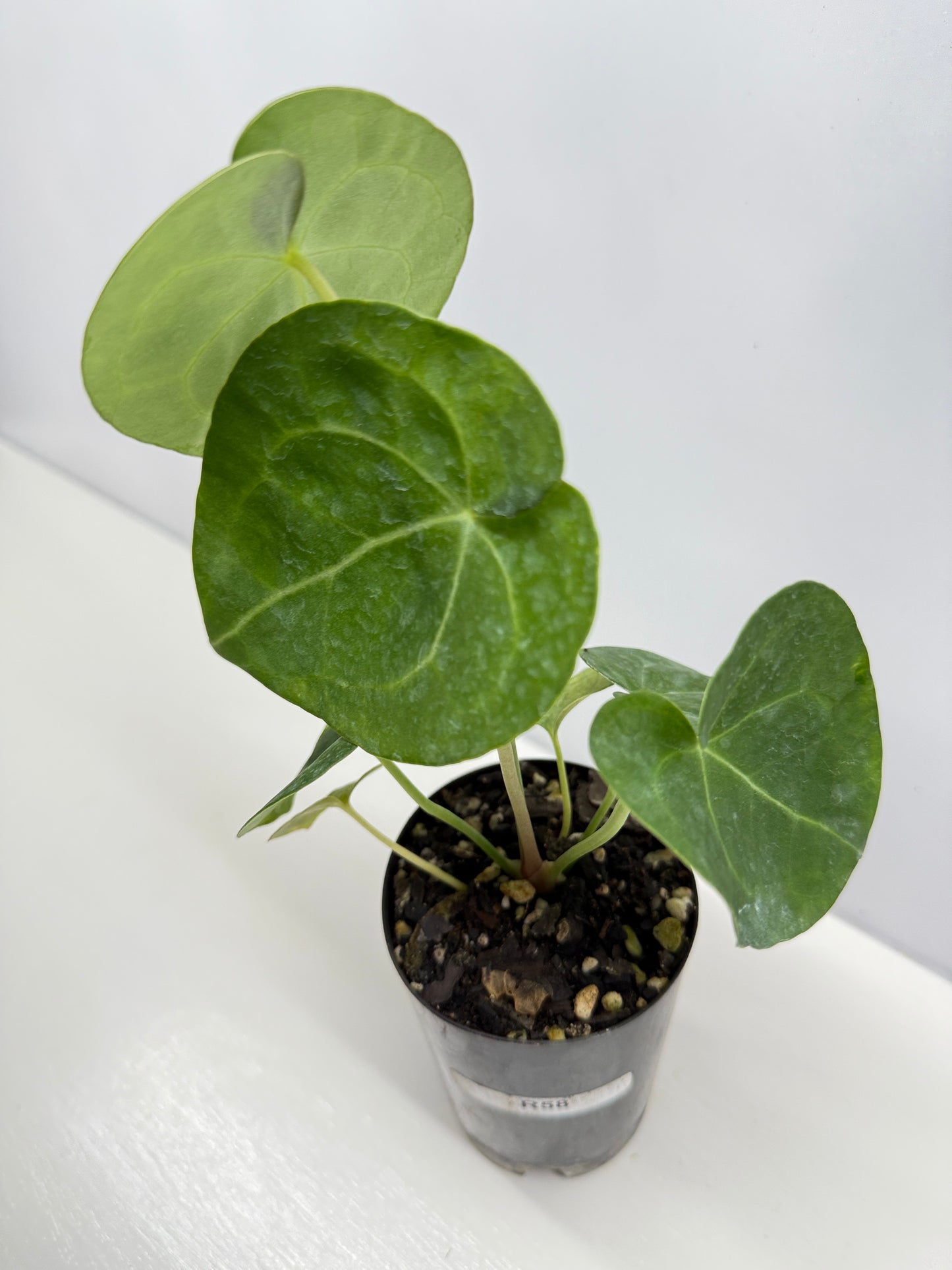 Anthurium clarinervium 'King' - Rarely Offered R58