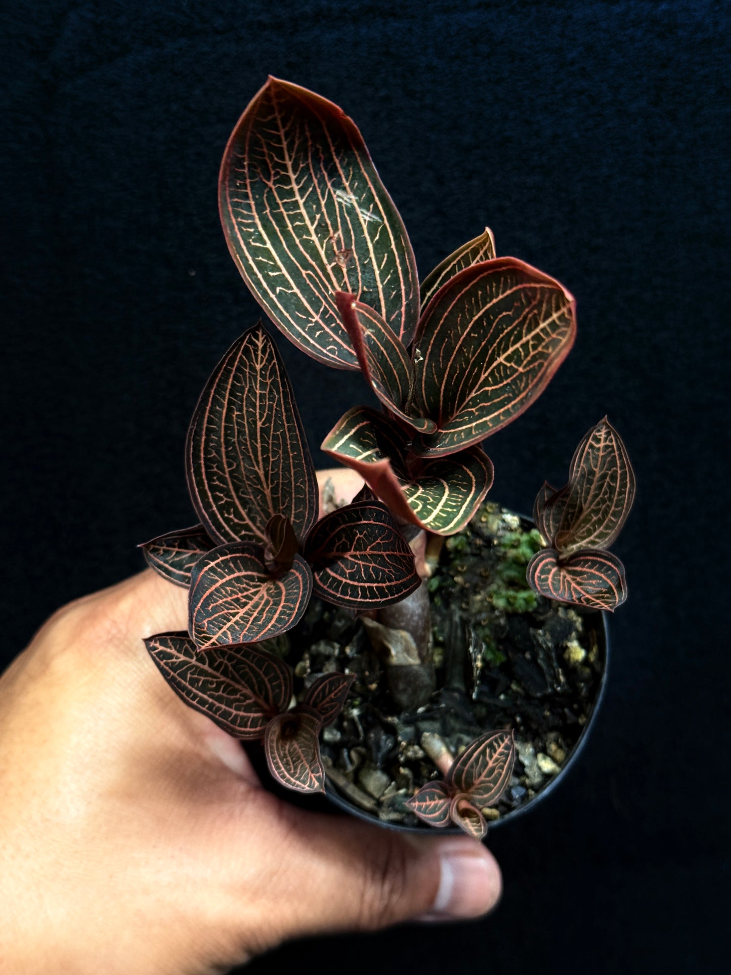 Ludisia discolor Jewel Orchid 'Spiderman' - Best Plant in Stock.