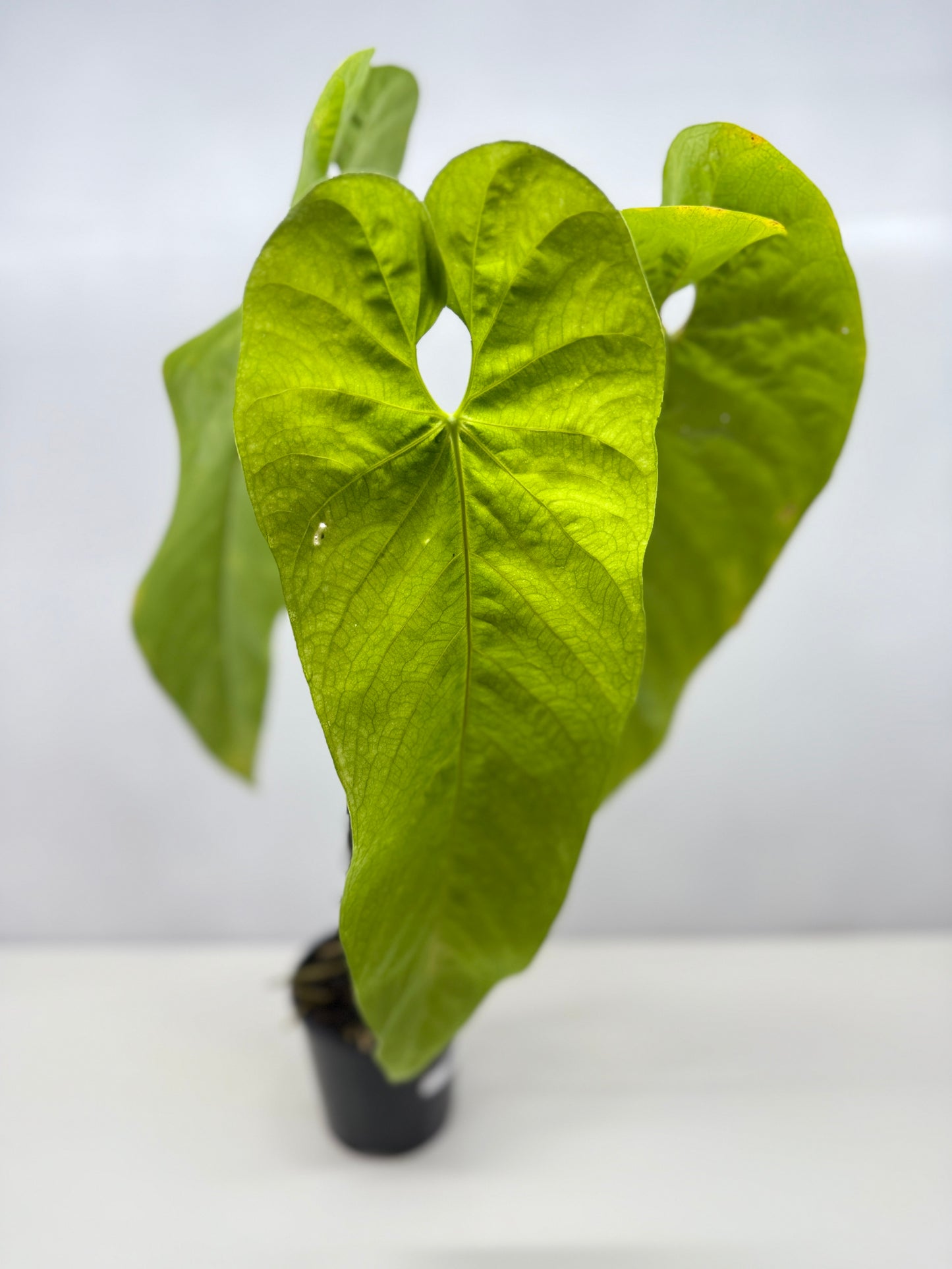 Anthurium dolichostachyum - Matured Form Stands about 600mm R50