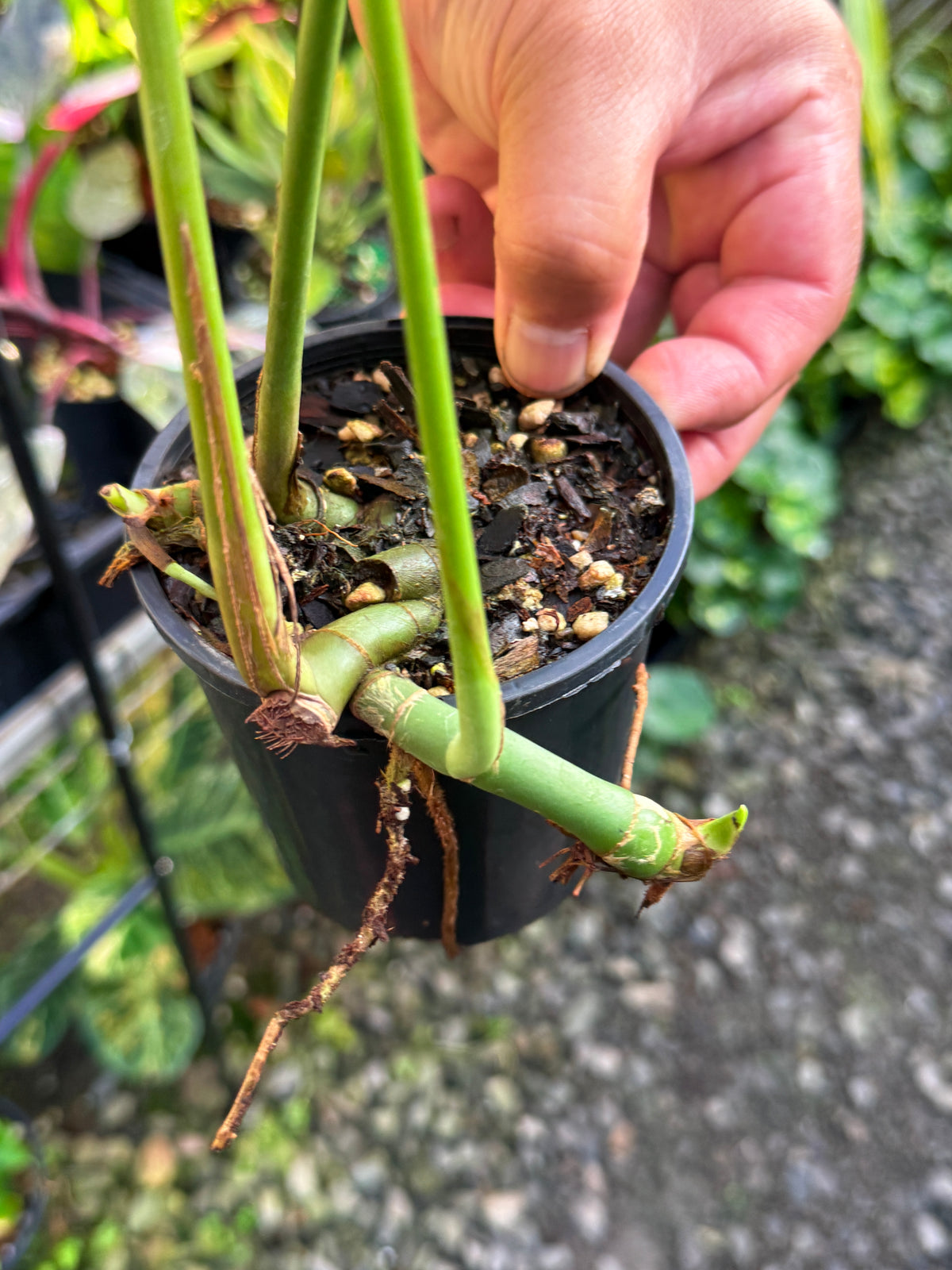 Rhaphidophora Decursiva 'Dragon Tail' C67