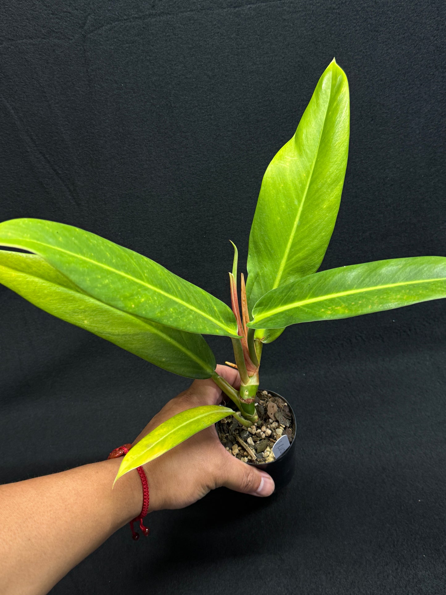 Philodendron 'Ruizii' A66