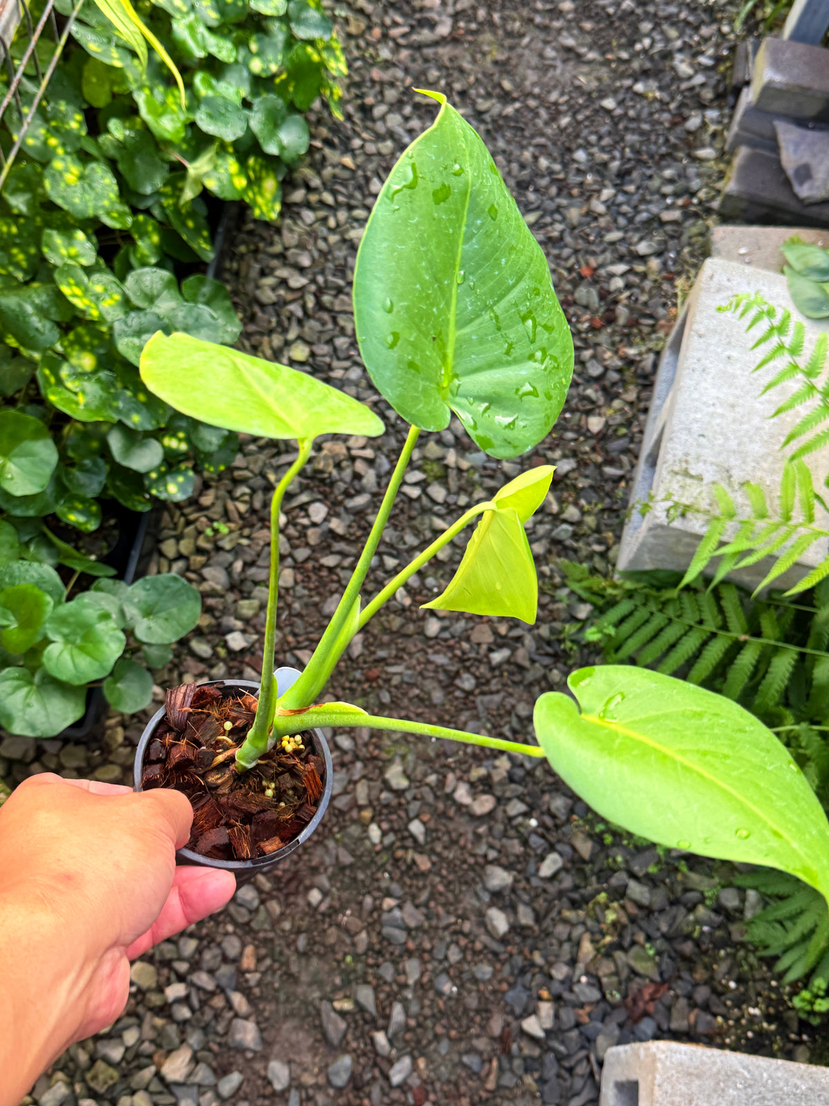 Monstera deliciosa M8