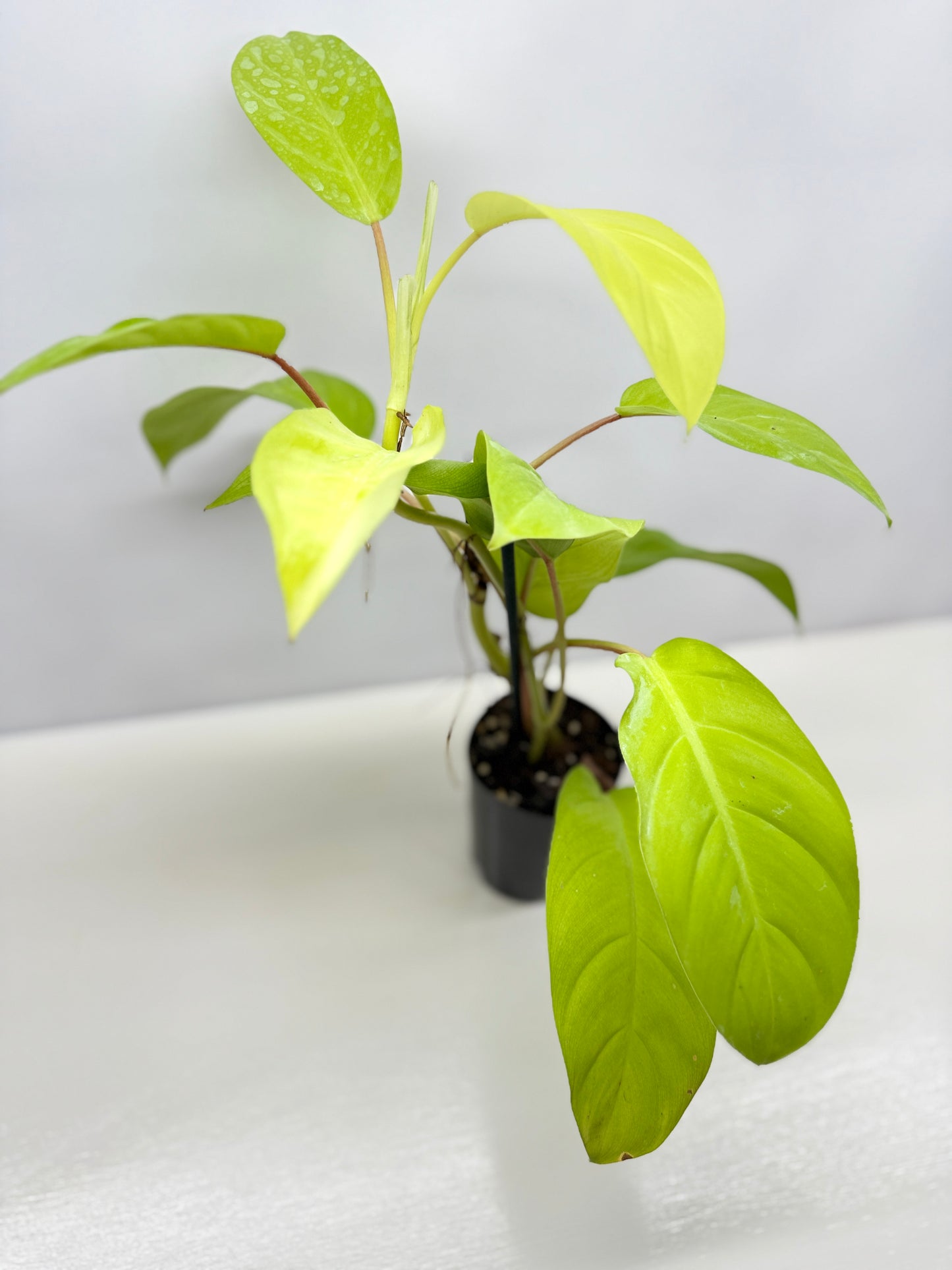 Philodendron 'Lemon Lime' B36