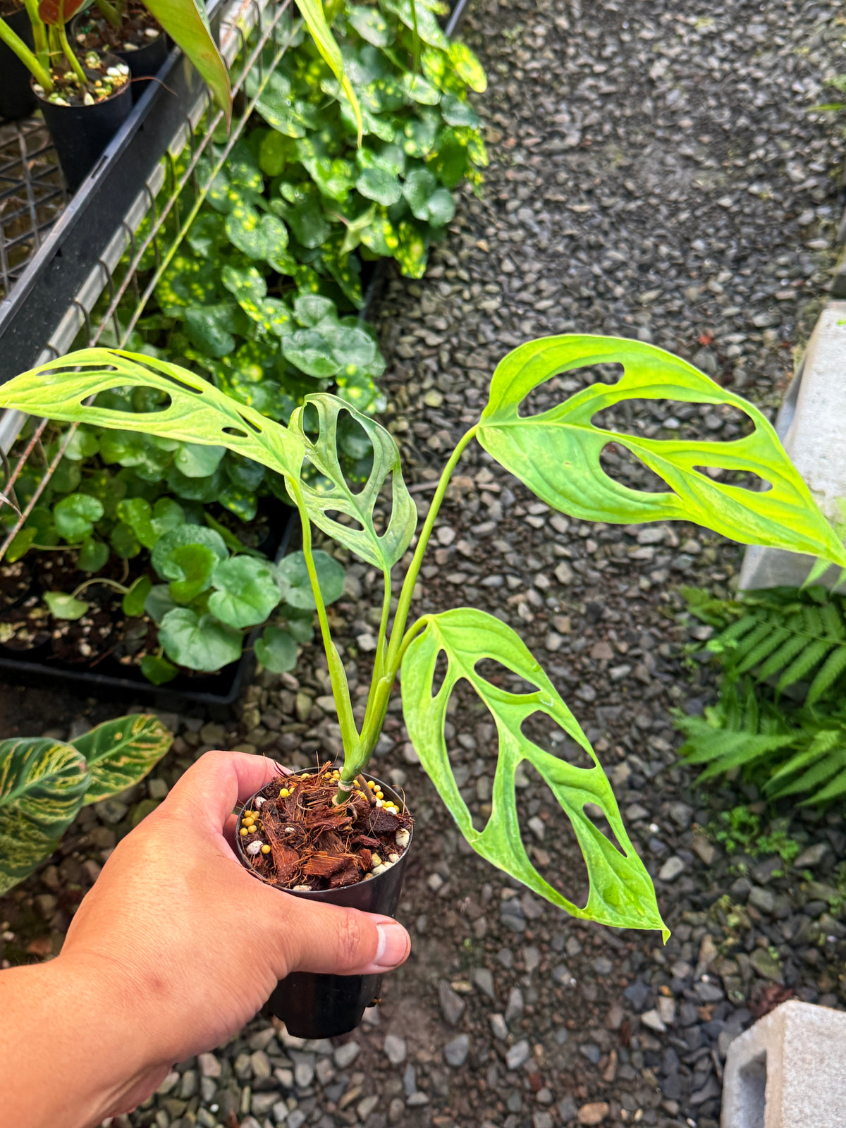 Monstera adansonii 'Indo Form' Variegata N11