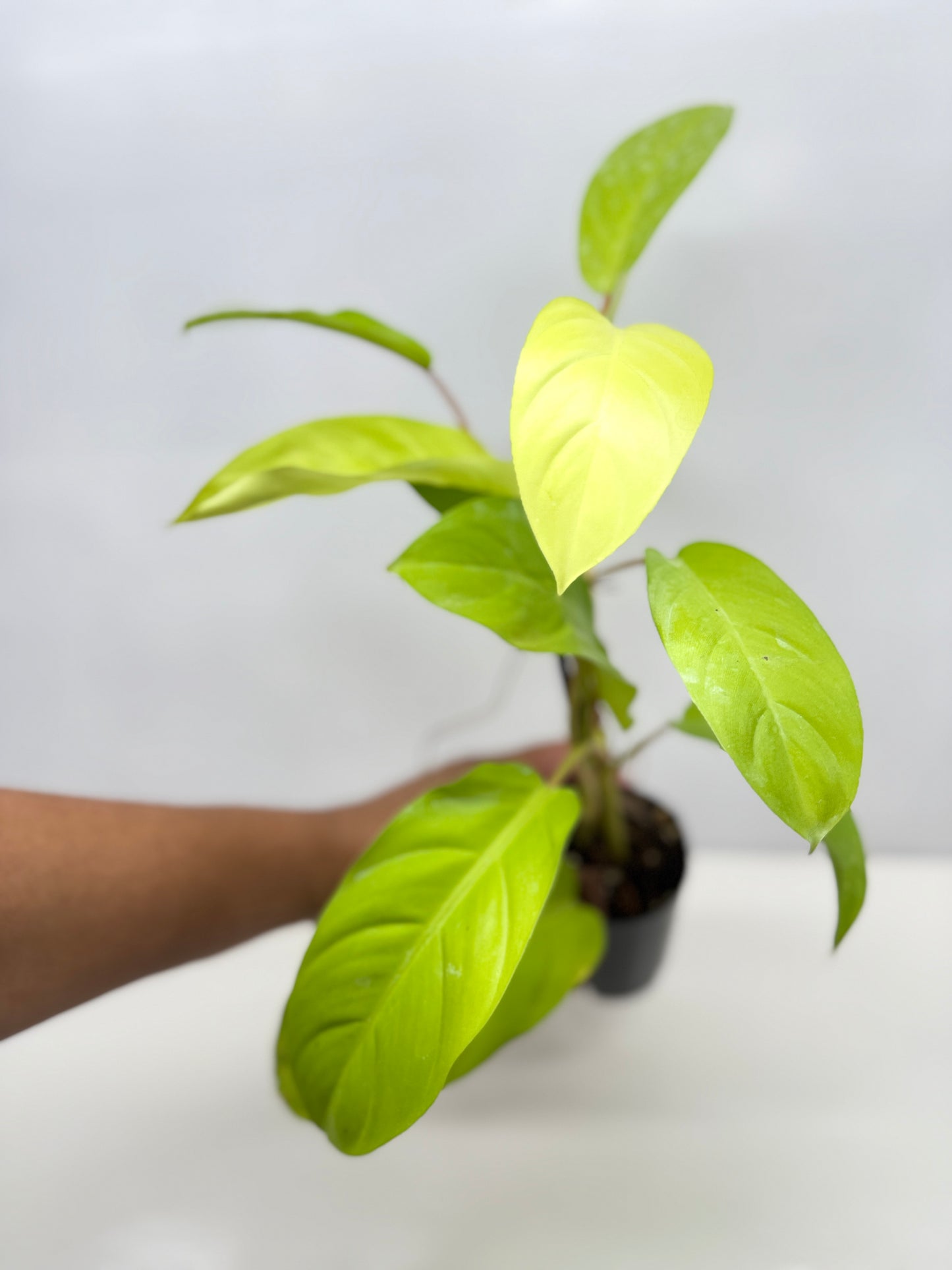 Philodendron 'Lemon Lime' B36