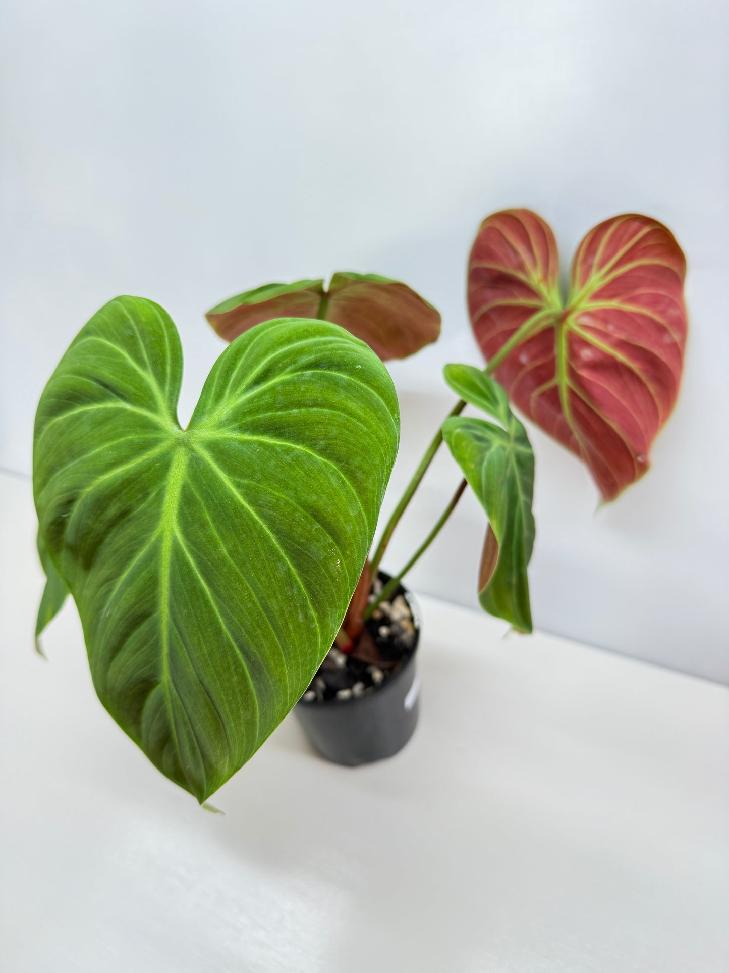 Philodendron 'El Choco Red' - Large B38