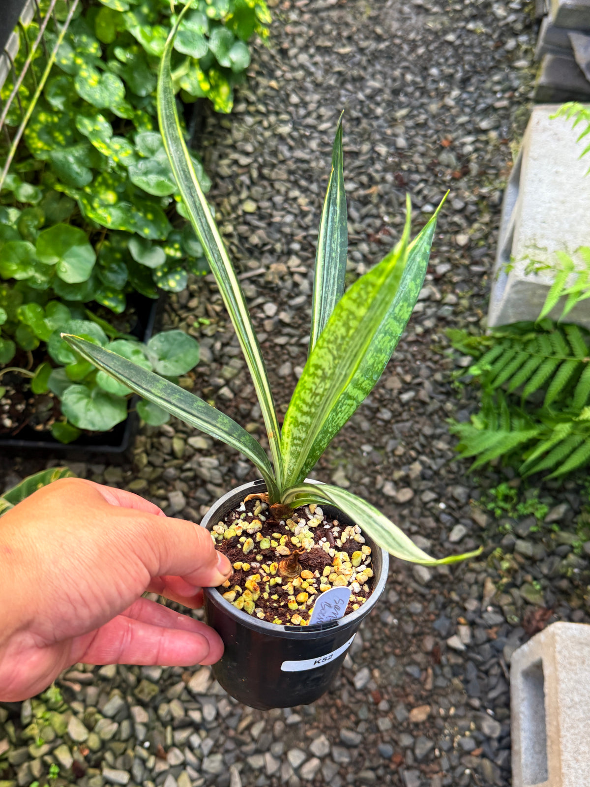 Sansevieria 'Bantel's Sensation' K52
