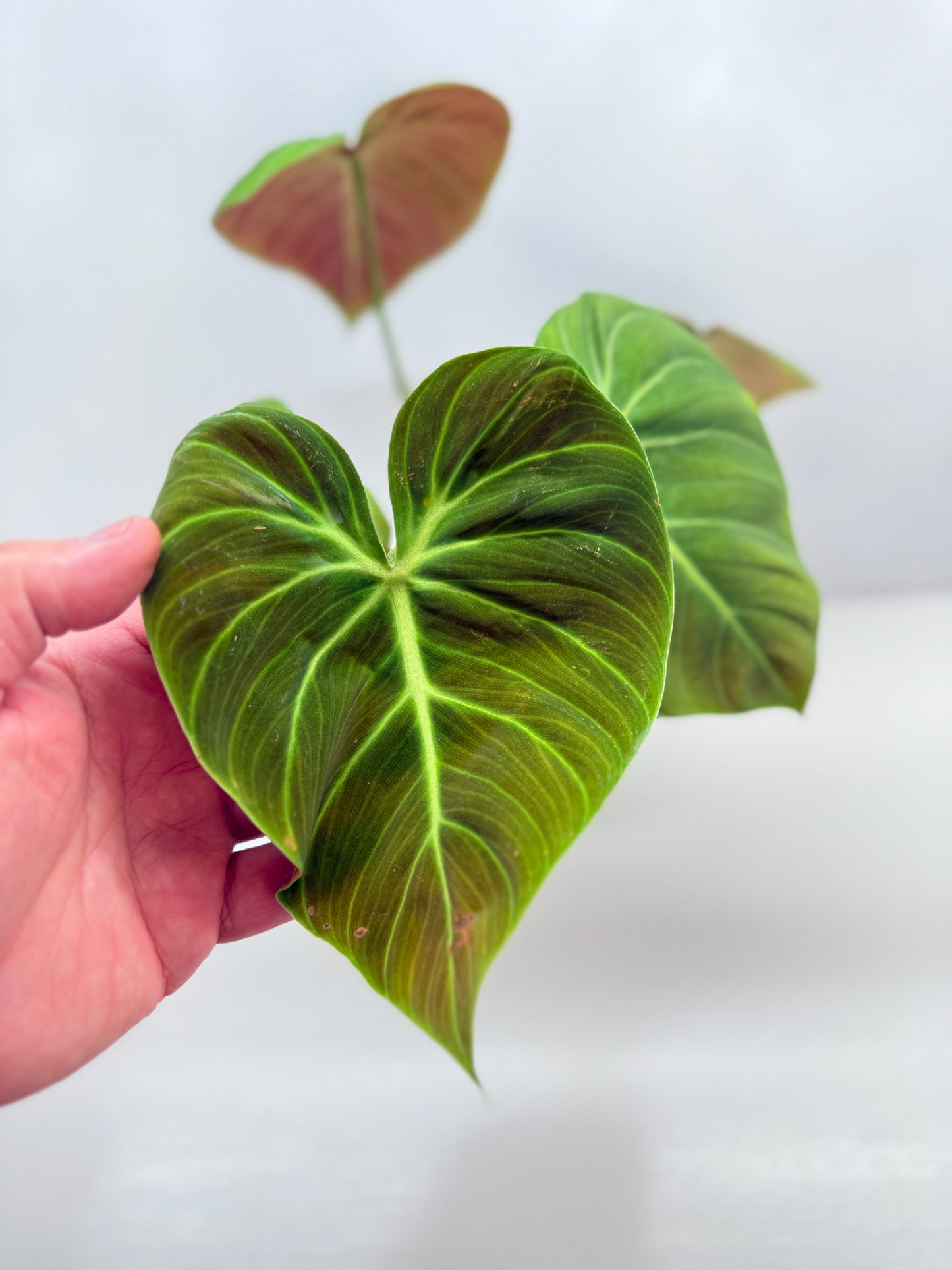 Philodendron 'El Choco Red' - Large B38