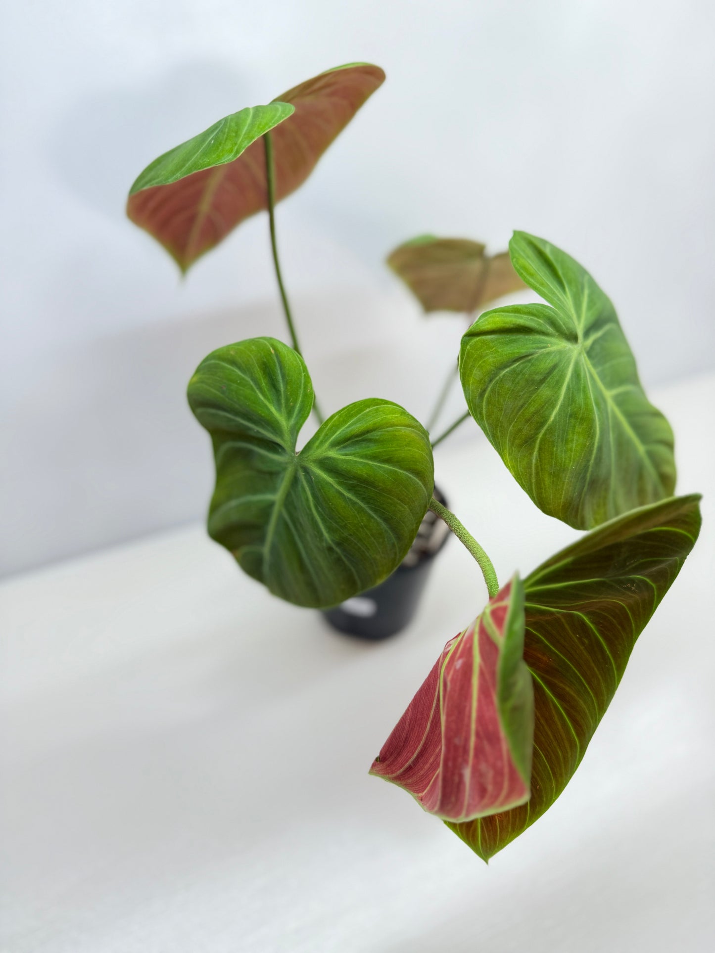 Philodendron 'El Choco Red' - Large B38