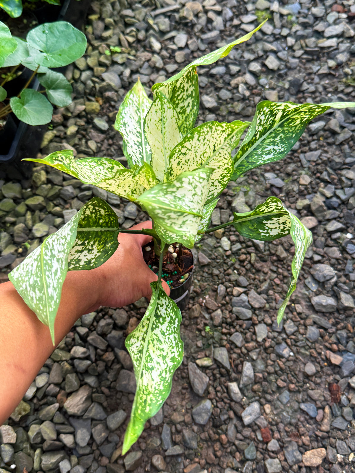 Aglaonema 'Snow Flake' I22