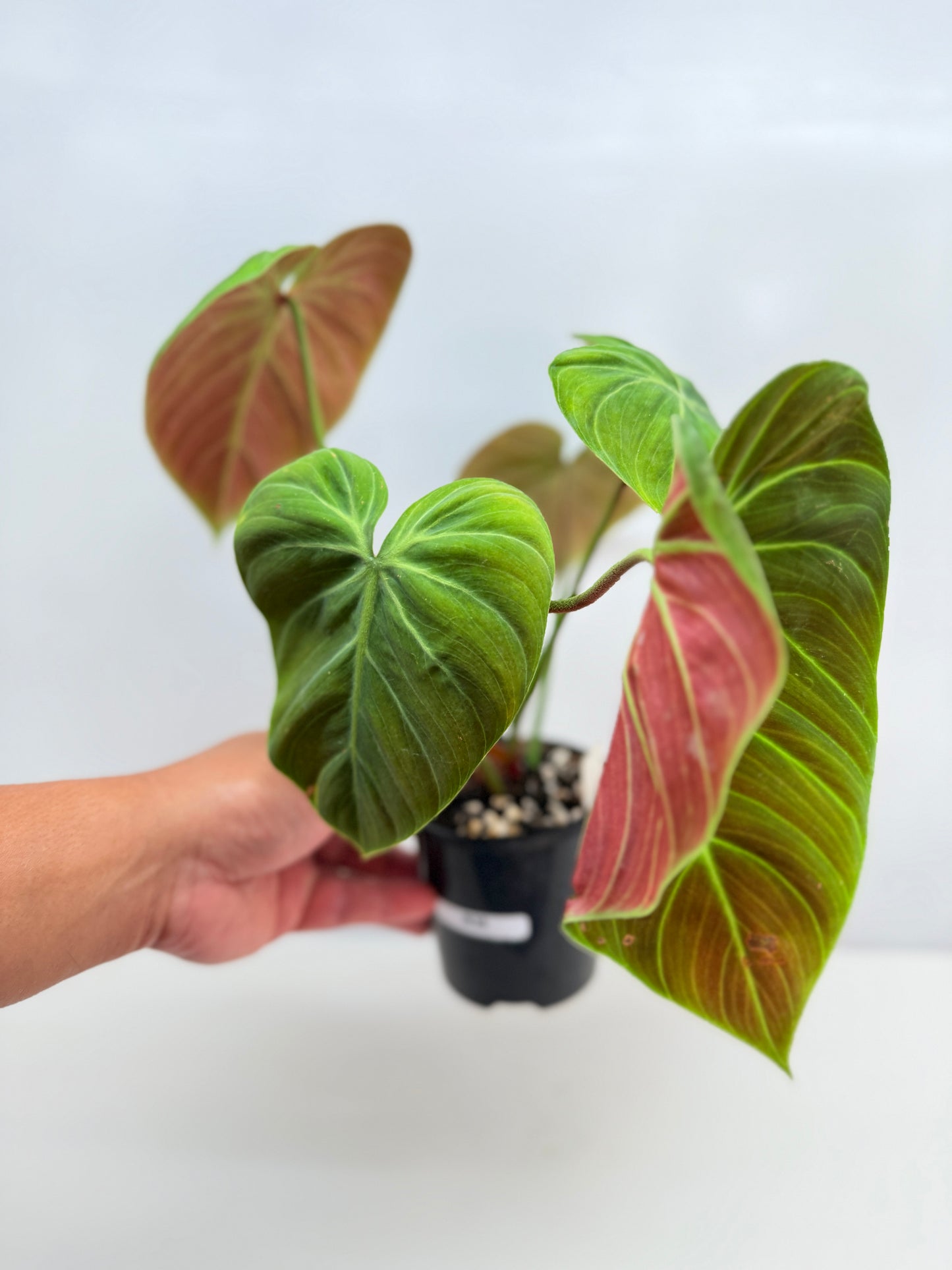 Philodendron 'El Choco Red' - Large B38