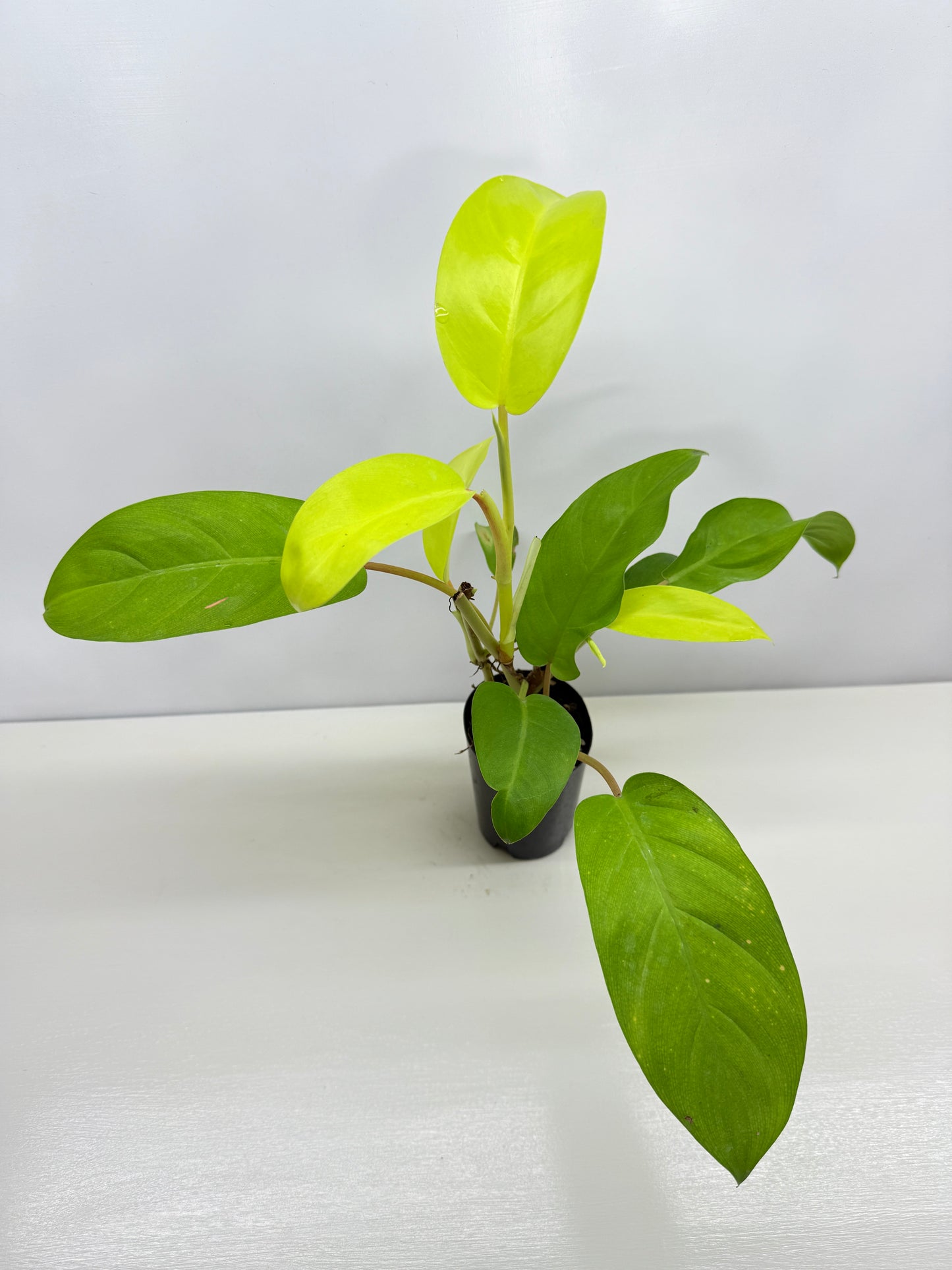 Philodendron 'Lemon Lime' B37