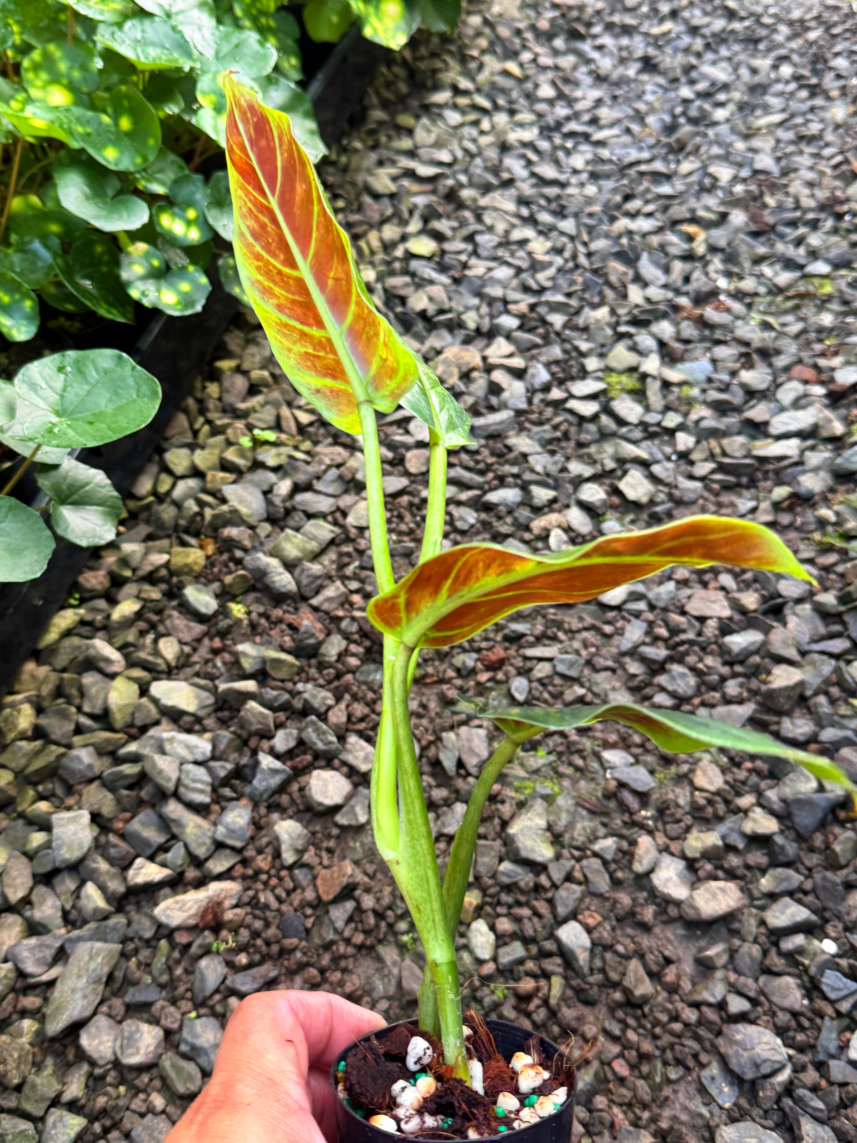 Philodendron 'Subhastum Variegated' T66
