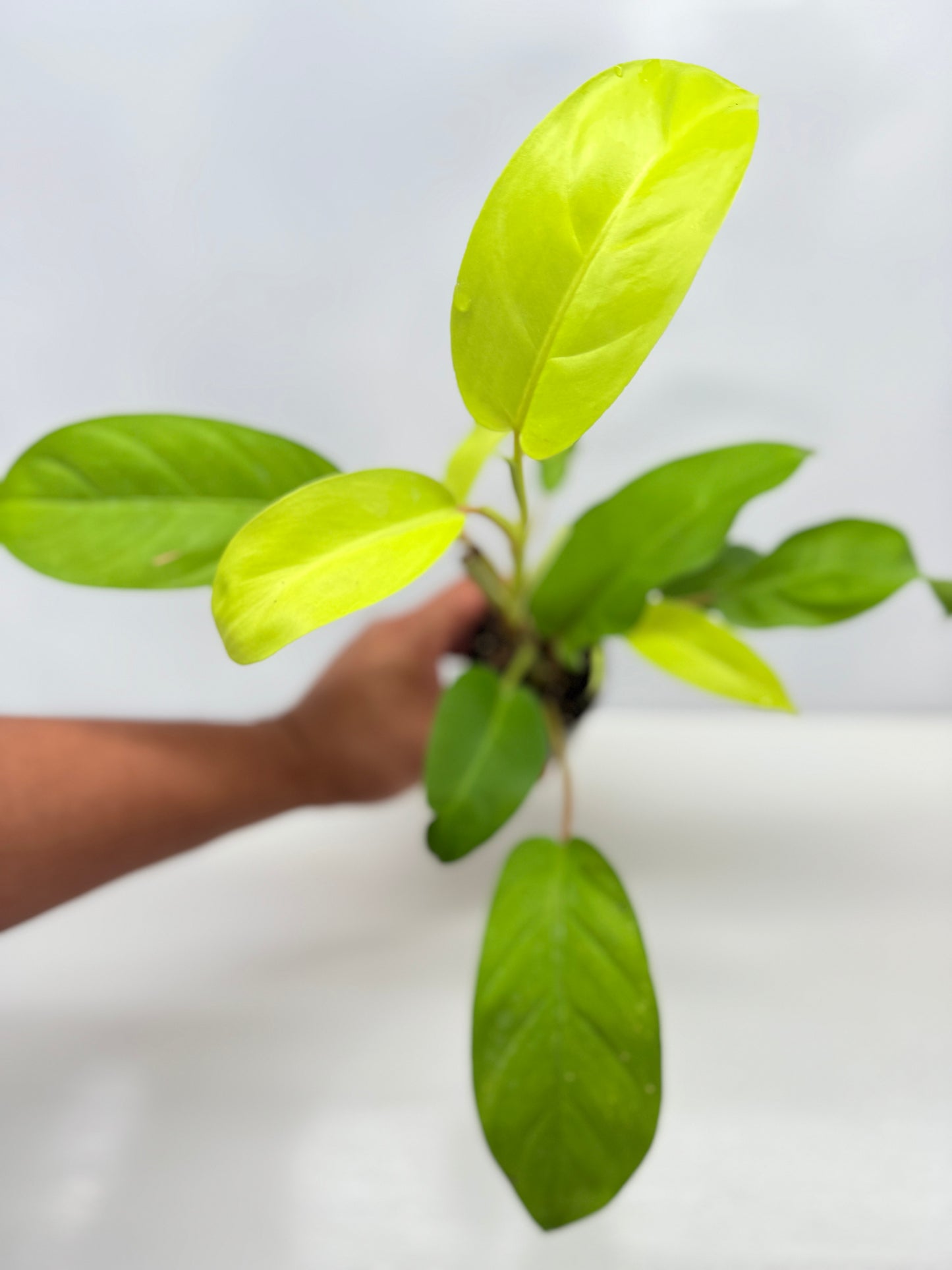 Philodendron 'Lemon Lime' B37