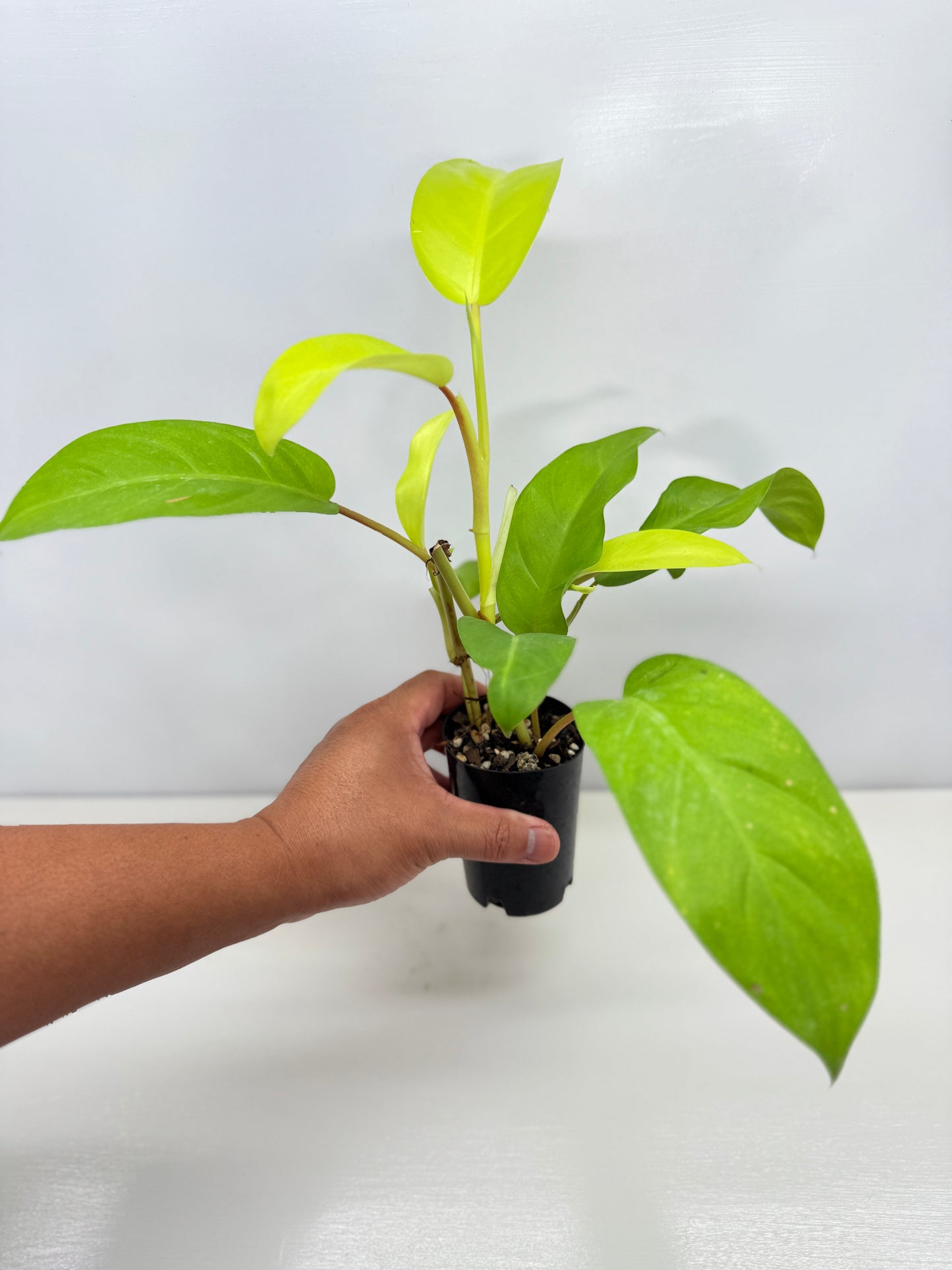 Philodendron 'Lemon Lime' B37