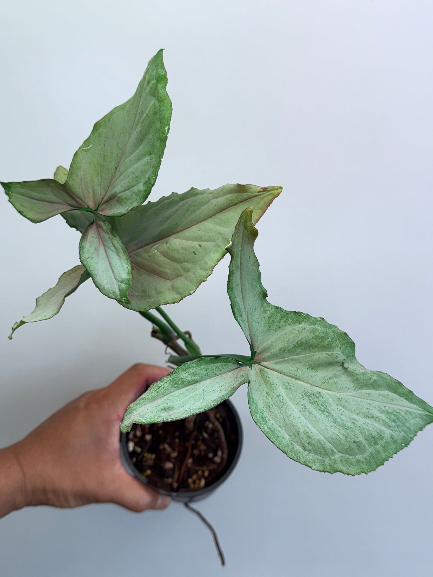 Syngonium Pink Passion/ NOID M20