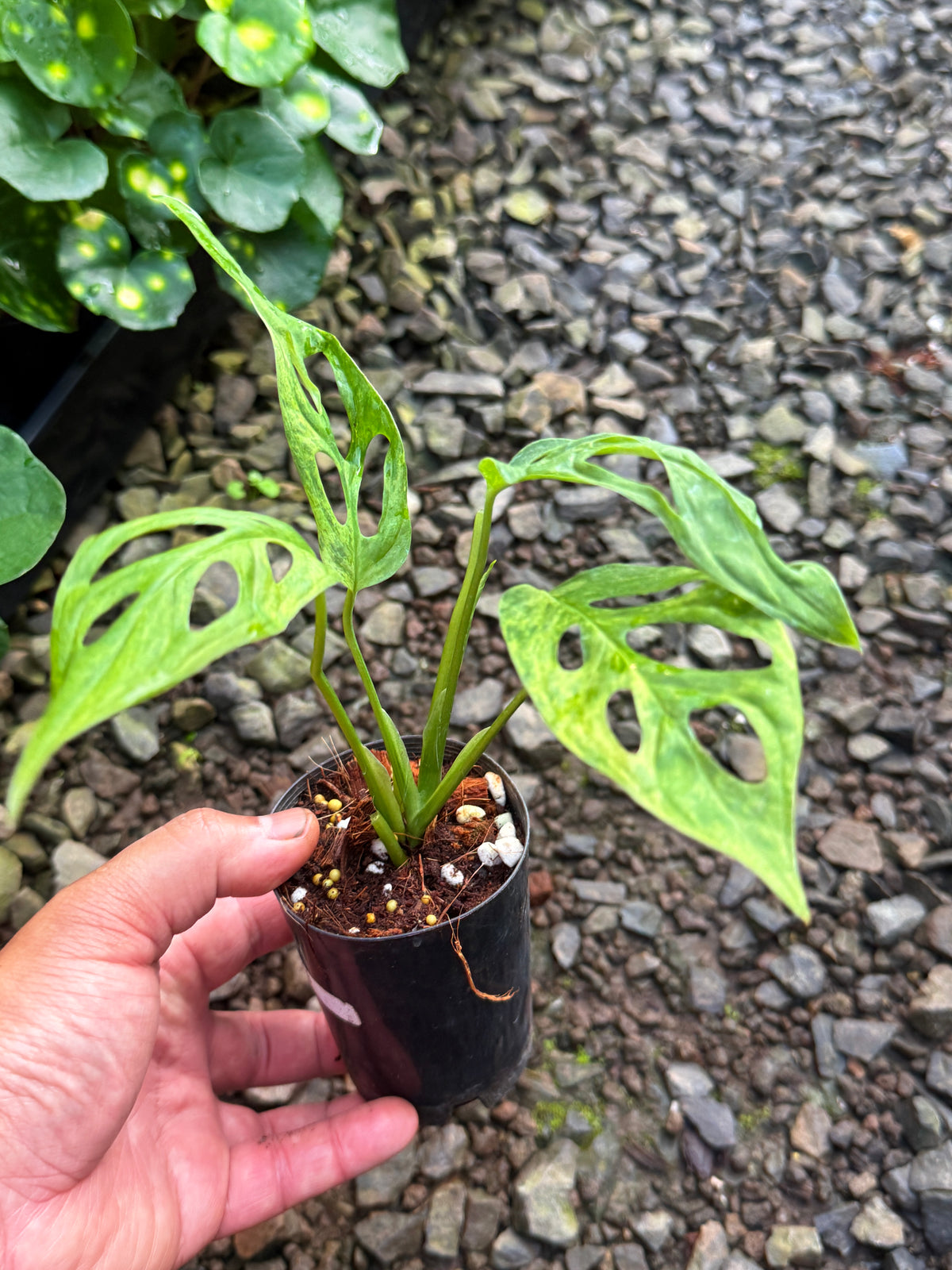 Monstera adansonii 'Indo Form' Variegata I8