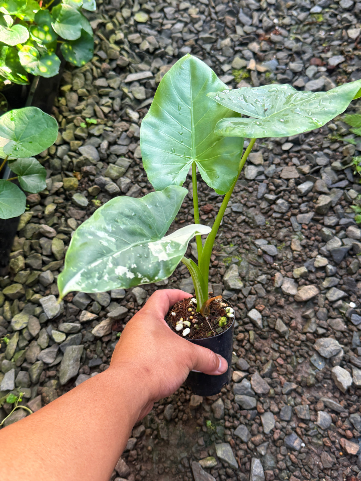 Alocasia 'Variegated Elephant's Ear' T80