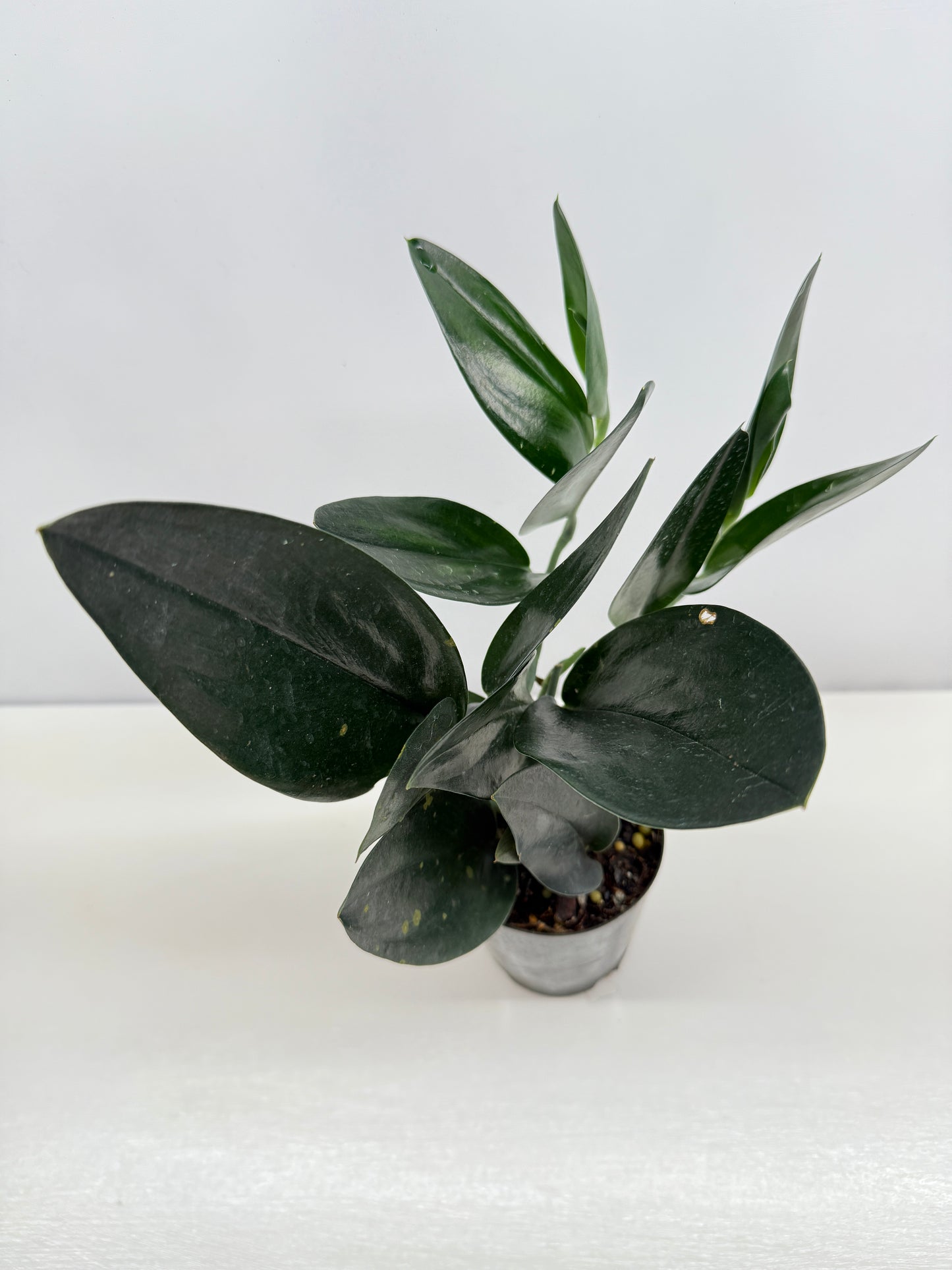 Scindapsus Treubii Dark Form - Best Pick of the Crop!
