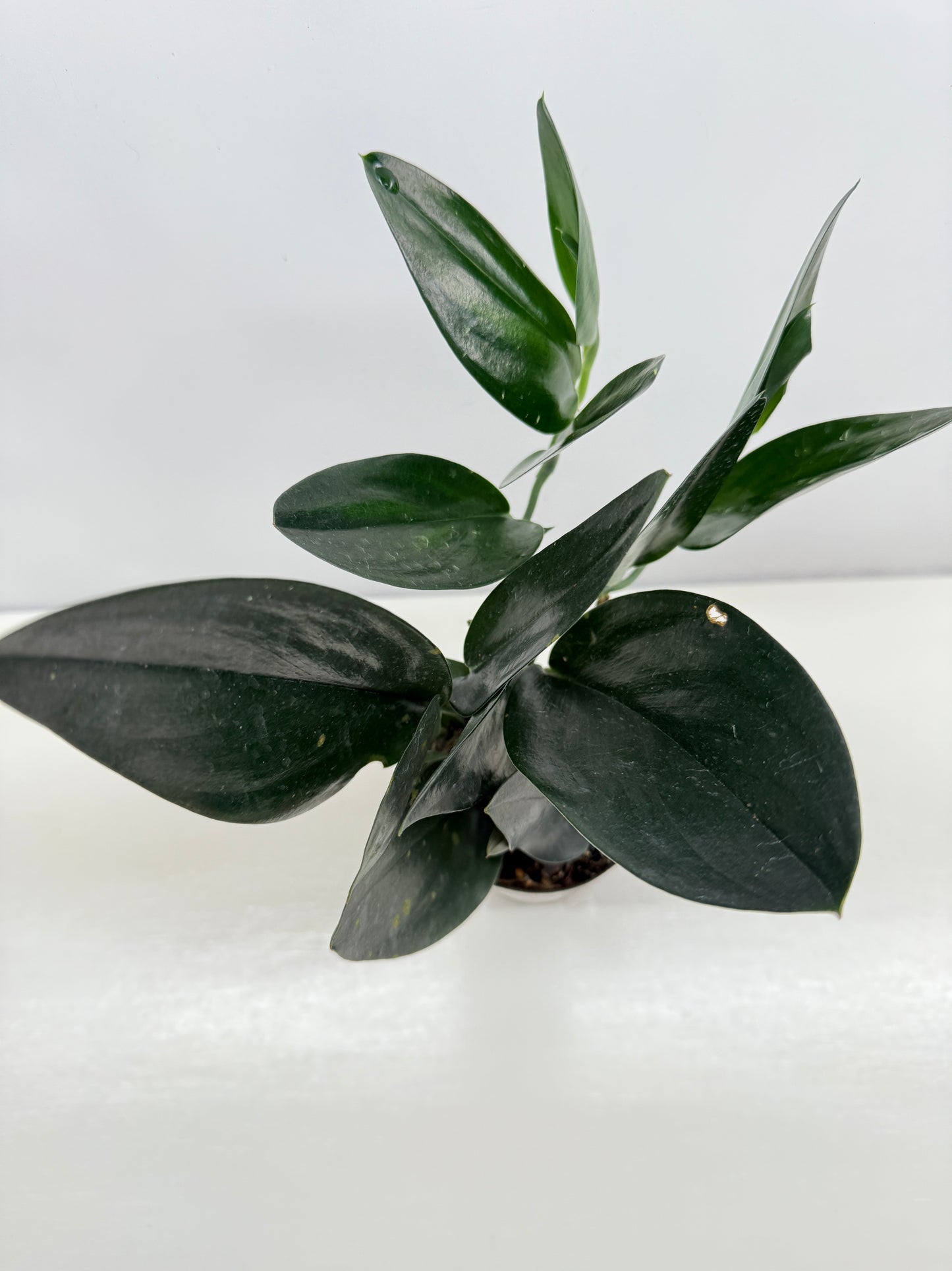 Scindapsus Treubii Dark Form - Best Pick of the Crop!