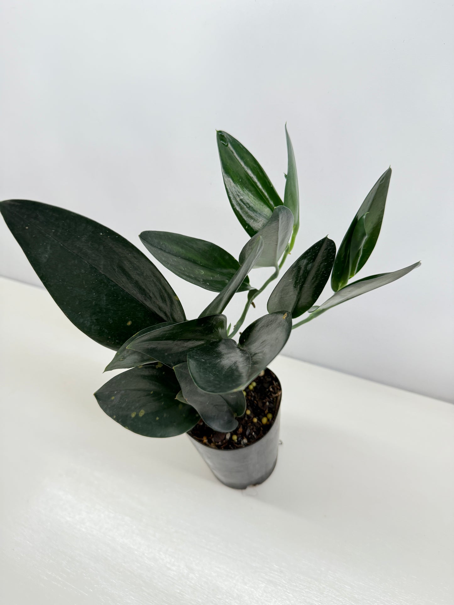 Scindapsus Treubii Dark Form - Best Pick of the Crop!