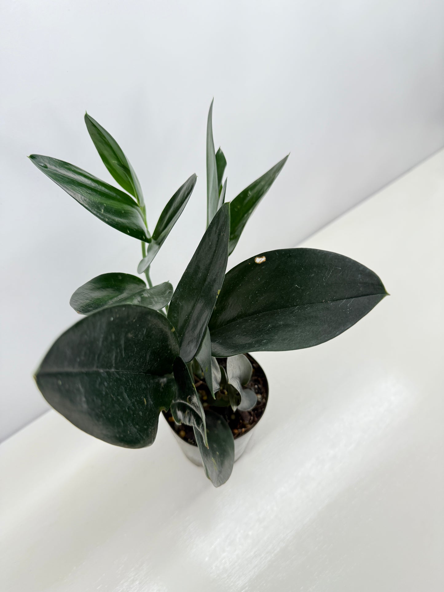 Scindapsus Treubii Dark Form - Best Pick of the Crop!