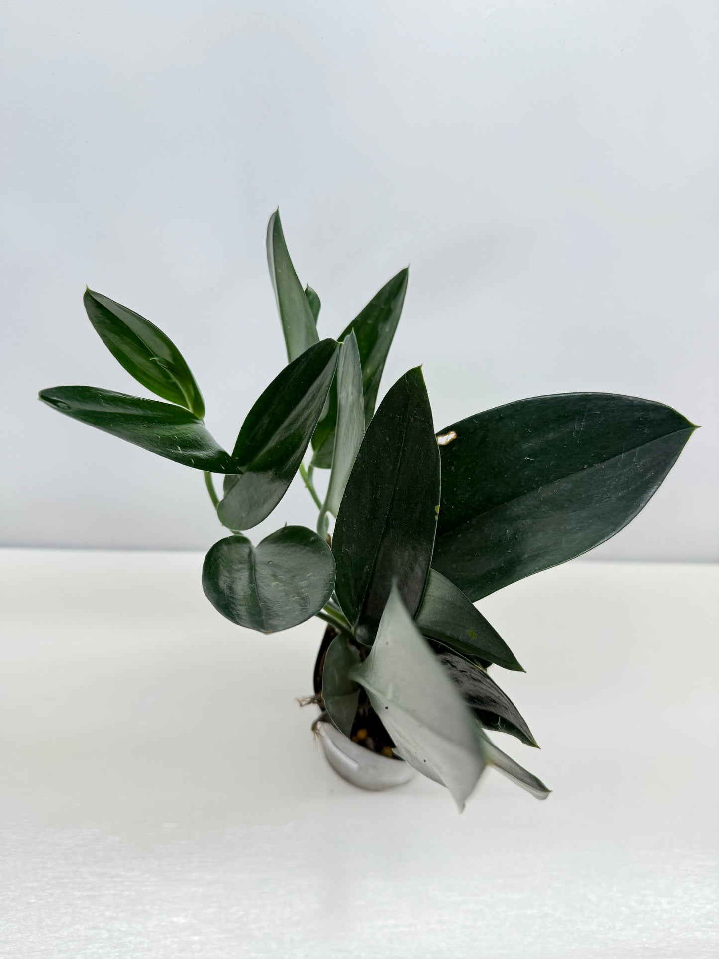 Scindapsus Treubii Dark Form - Best Pick of the Crop!